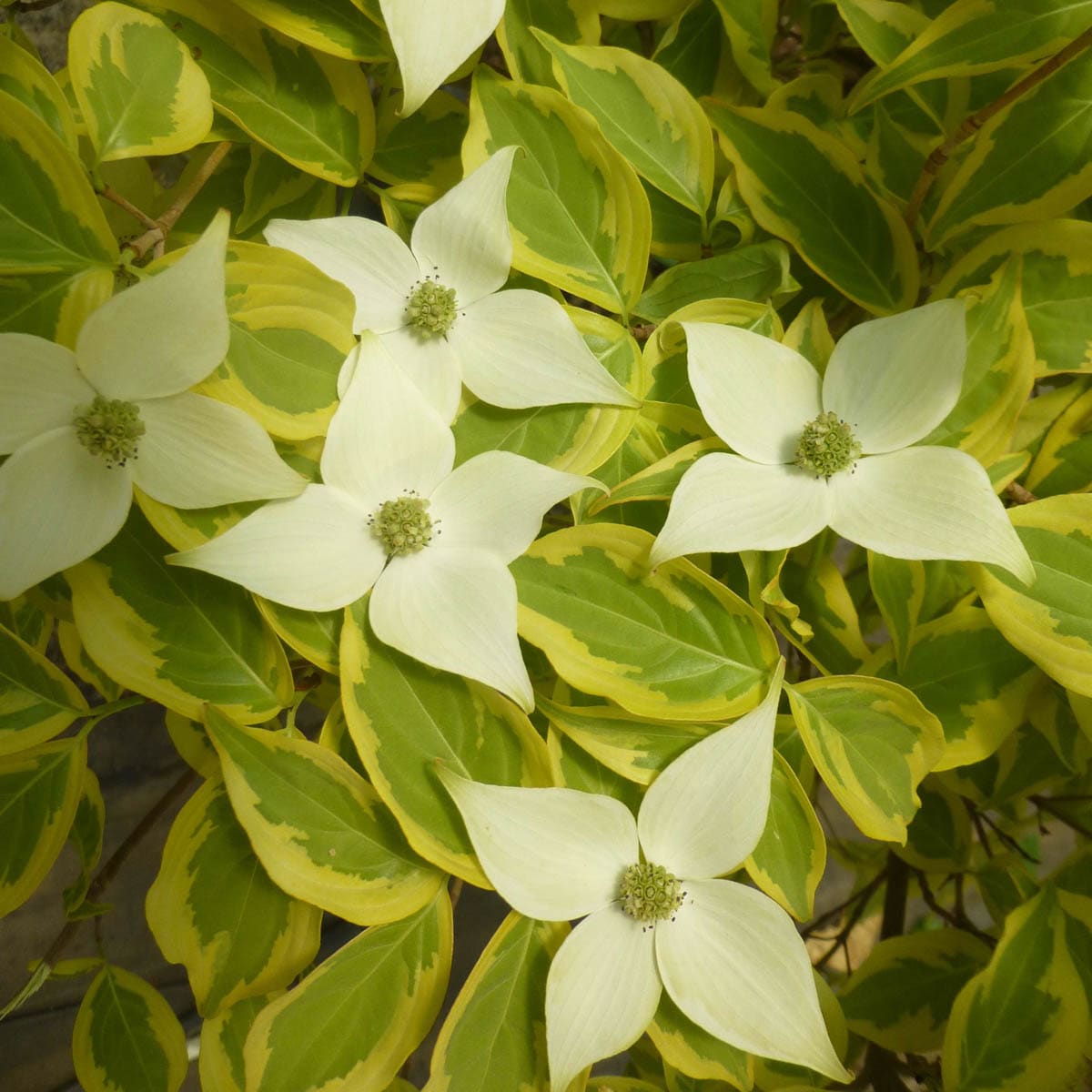 Spring Hill Nurseries 87474 Flowering Summer Gold Dogwood Flowering Shrub in 1 -Pack Pot with White Blooms