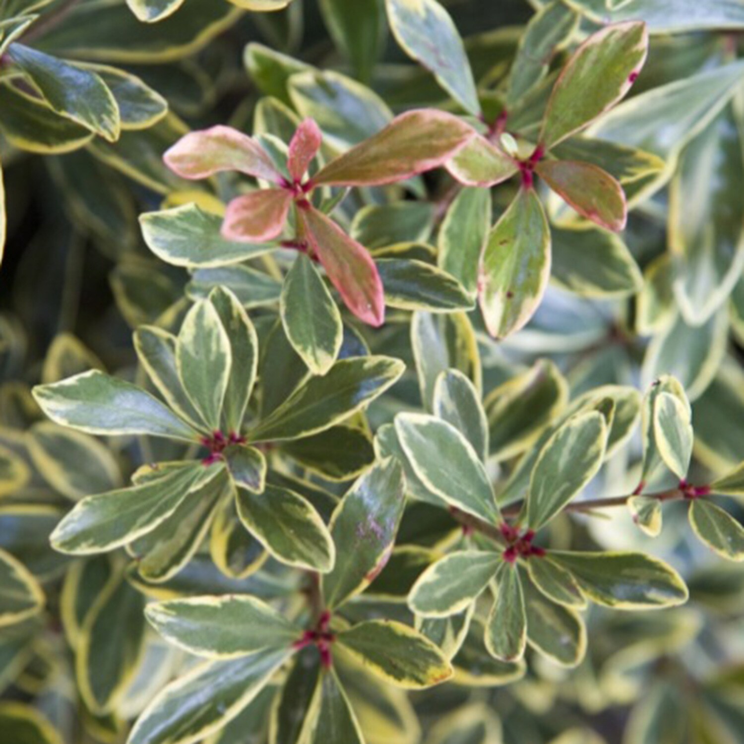 Southern Living Plant Collection 55132-1 shrubs - View #4