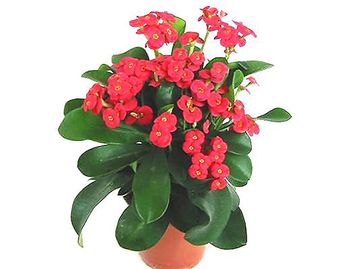 Vigoro 2.5 Qt. Crown of Thorns Plant Red Flowers in 6.33 In