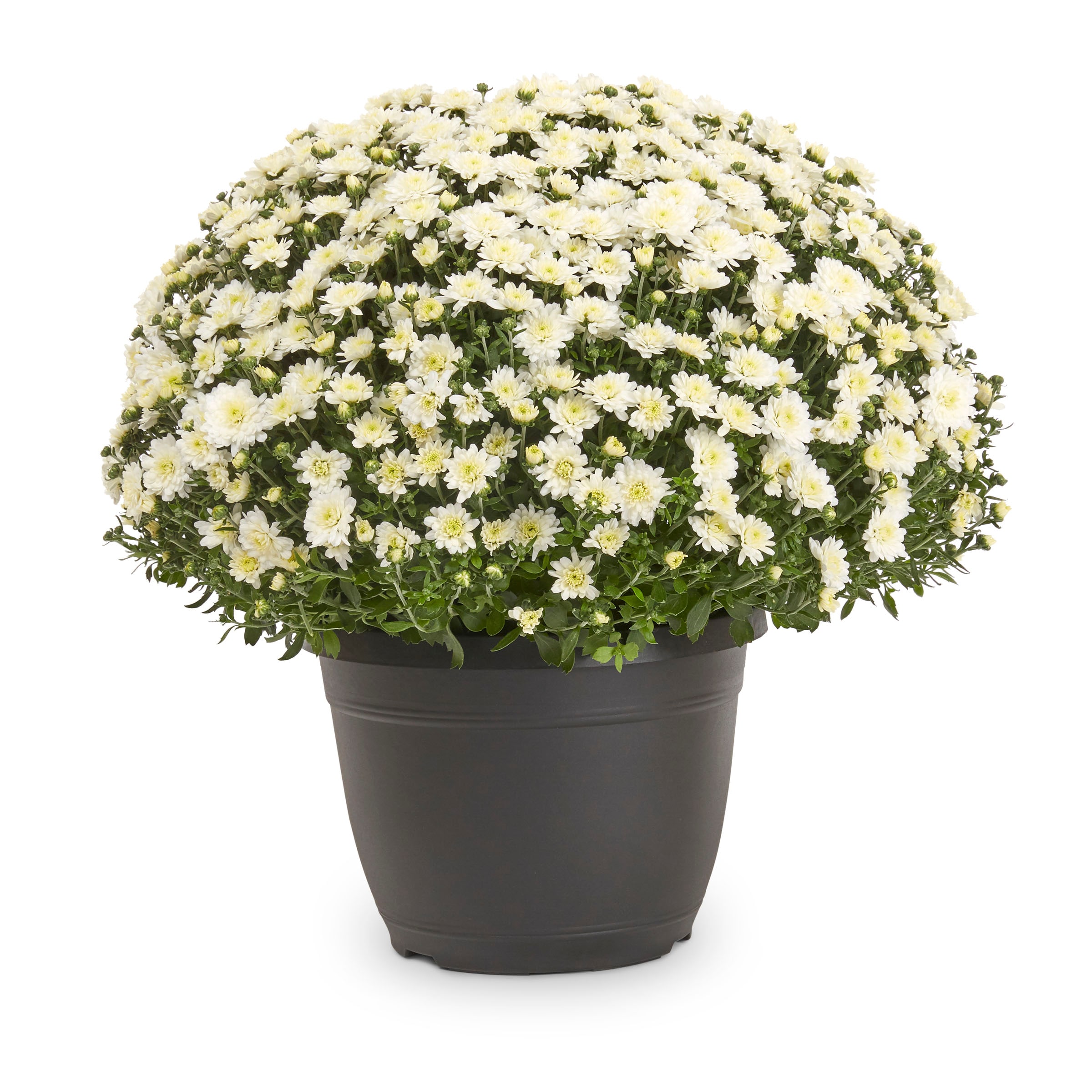 Lowe's NURSERY annuals - View #4