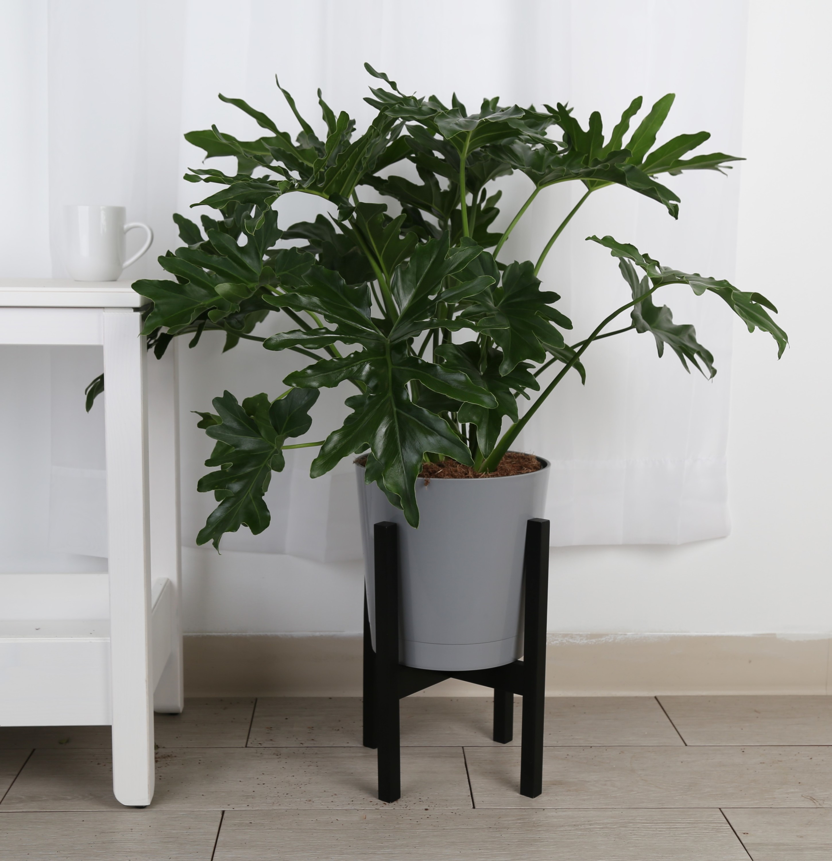 Costa Farms Schefflera Capella in 8.75-in Plastic Pot in the House ...