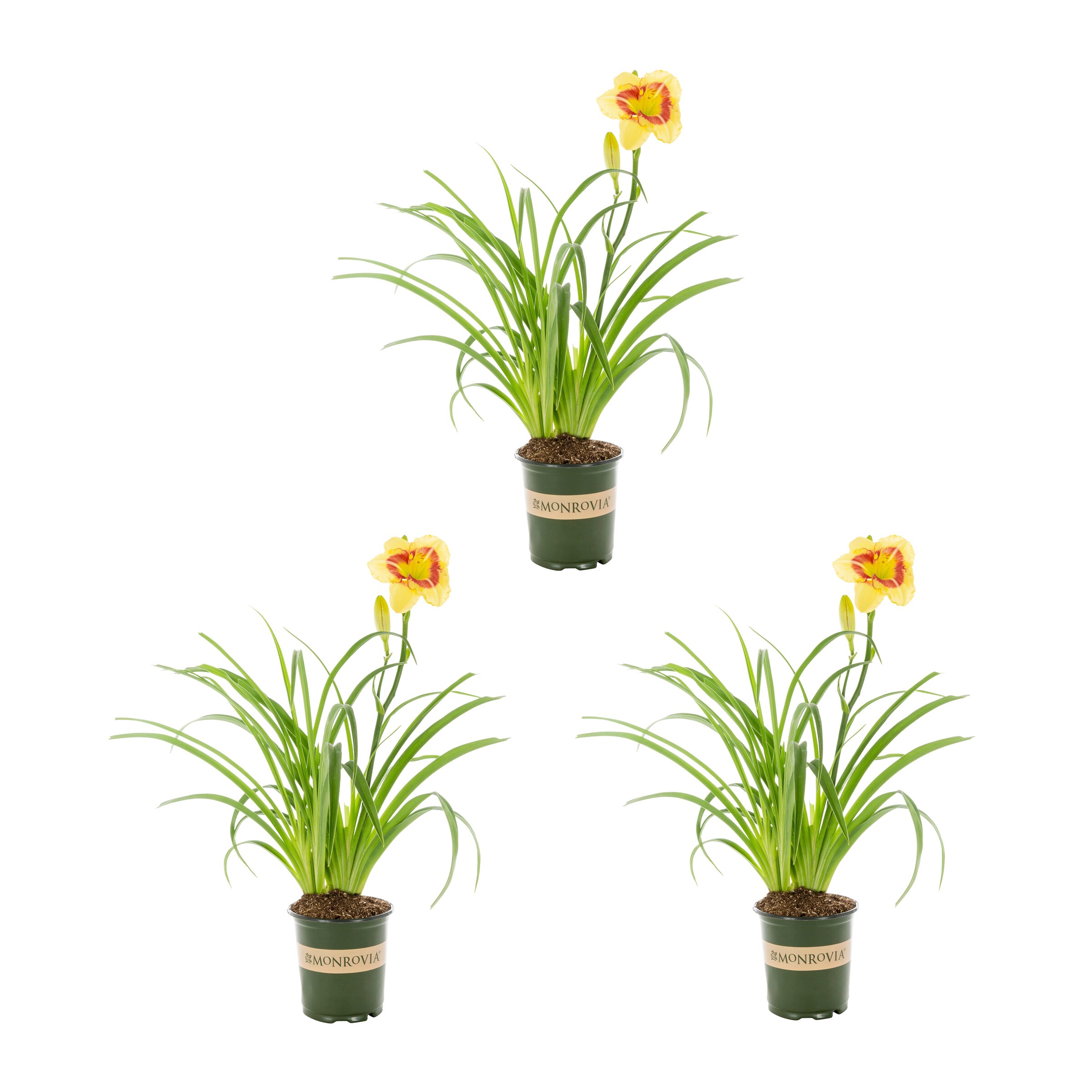 Monrovia 4979 Multicolor Daylily Plant in 2 -Quart Pot 3.0 -Pack