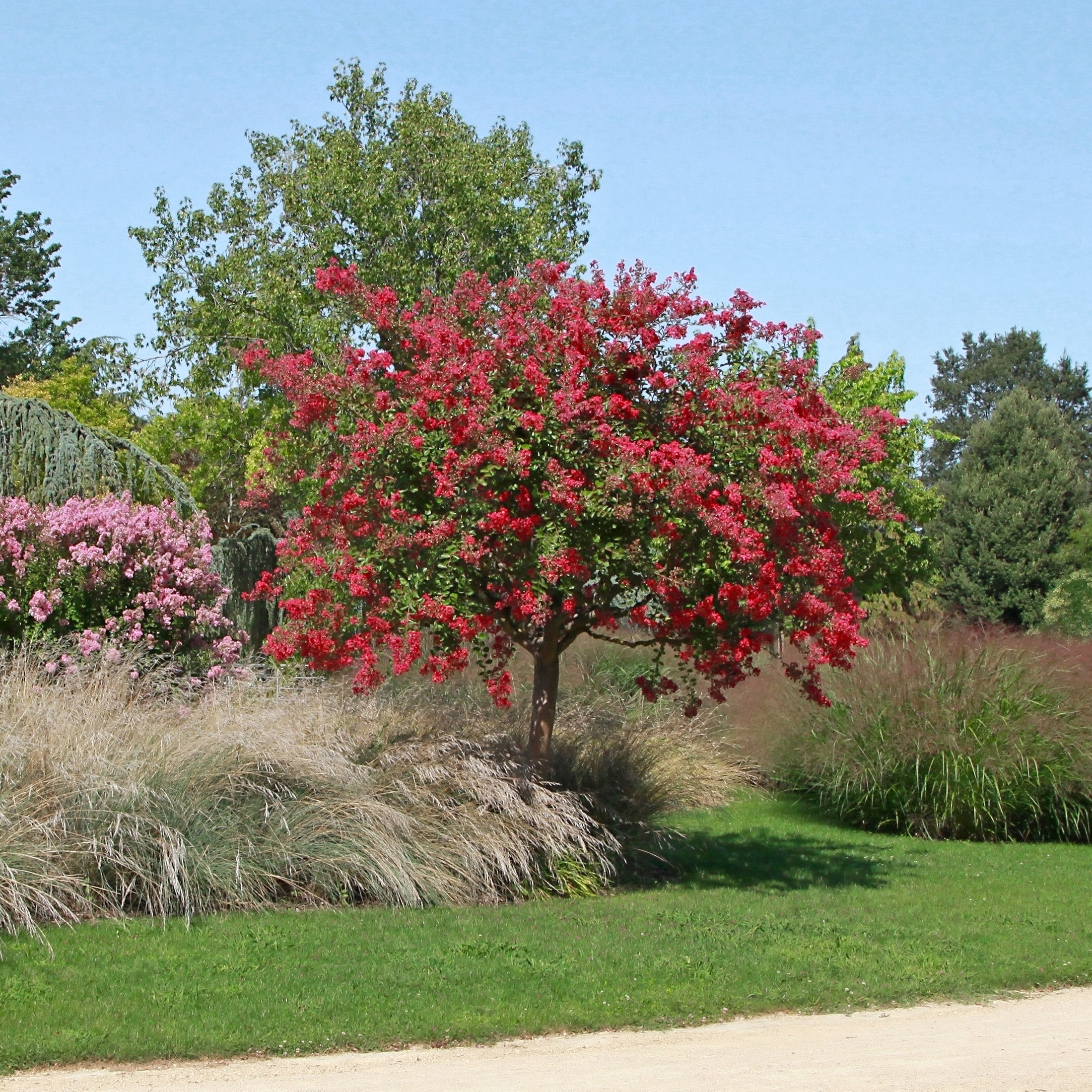 National Plant Network LW7171 shrubs - View #4