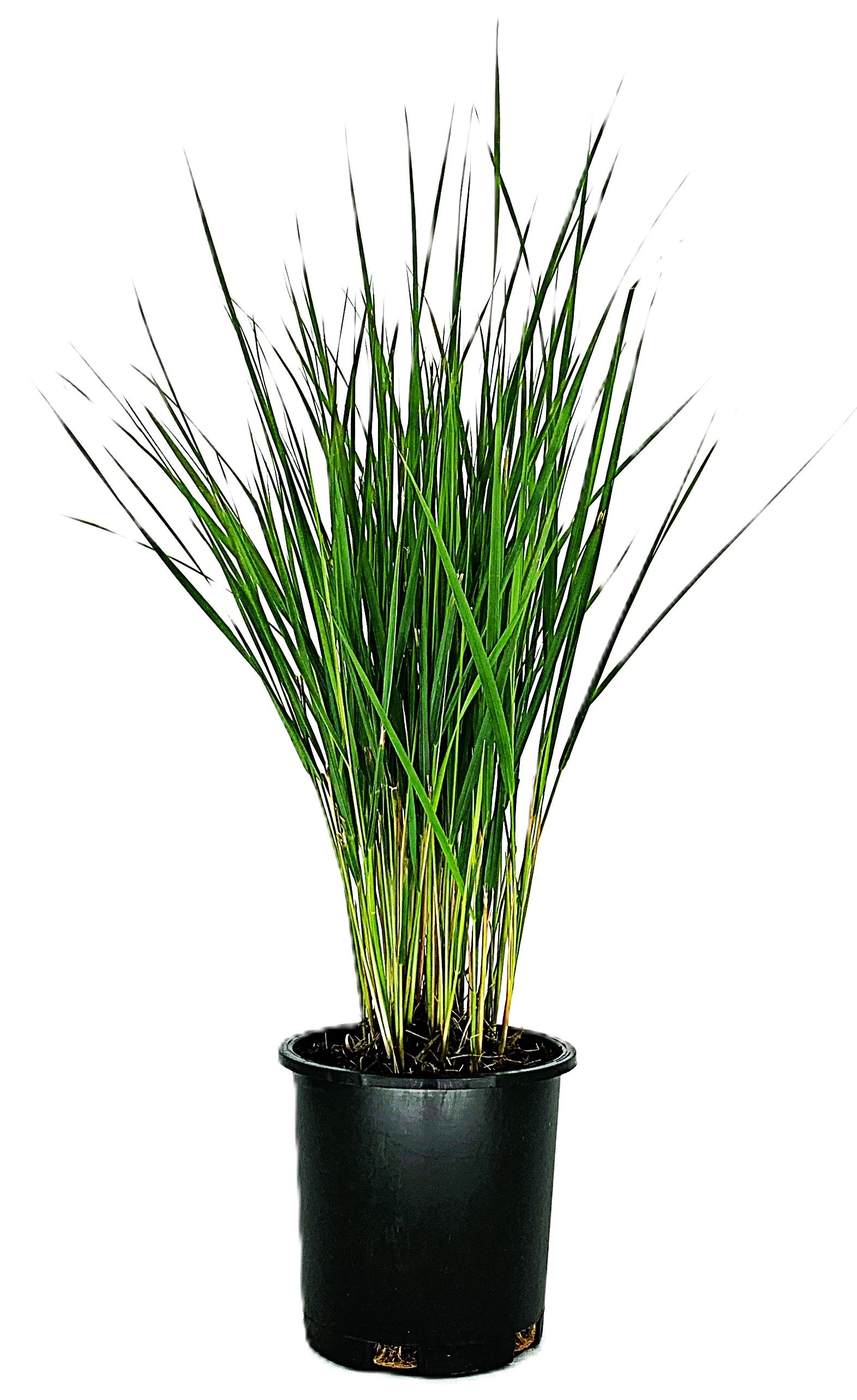  O330801 Karl Foerster Grass Accent Shrub in 2.5 -Quart Pot 1 -Pack