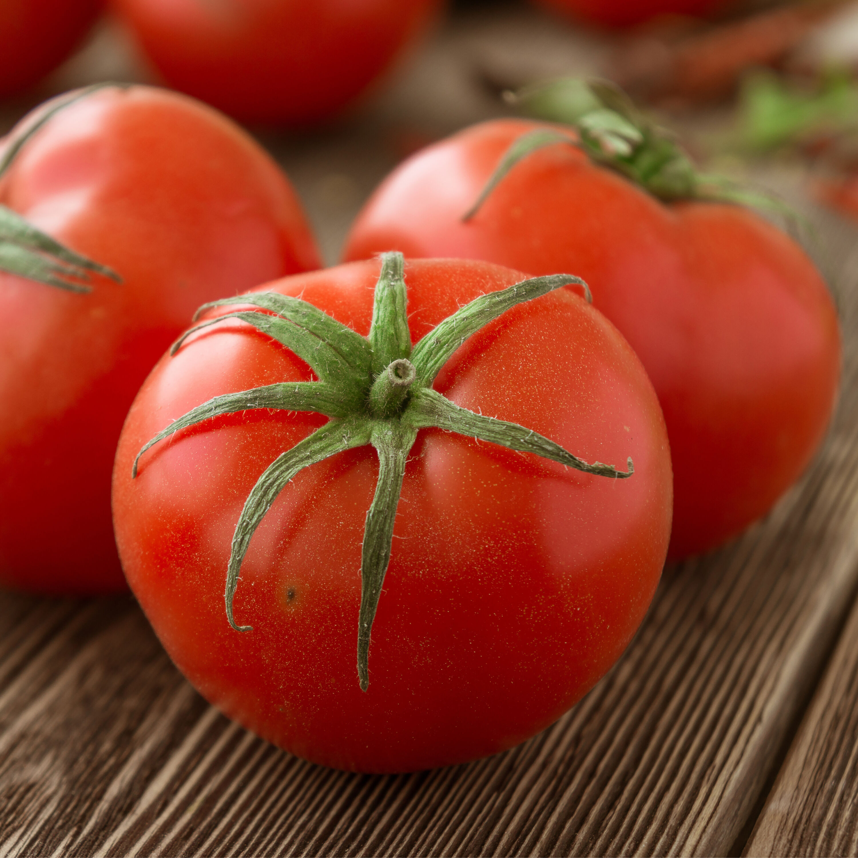 Proven Winners VEGTOM1047504 4 -Pack First Lady II Tomato Plant in Pot
