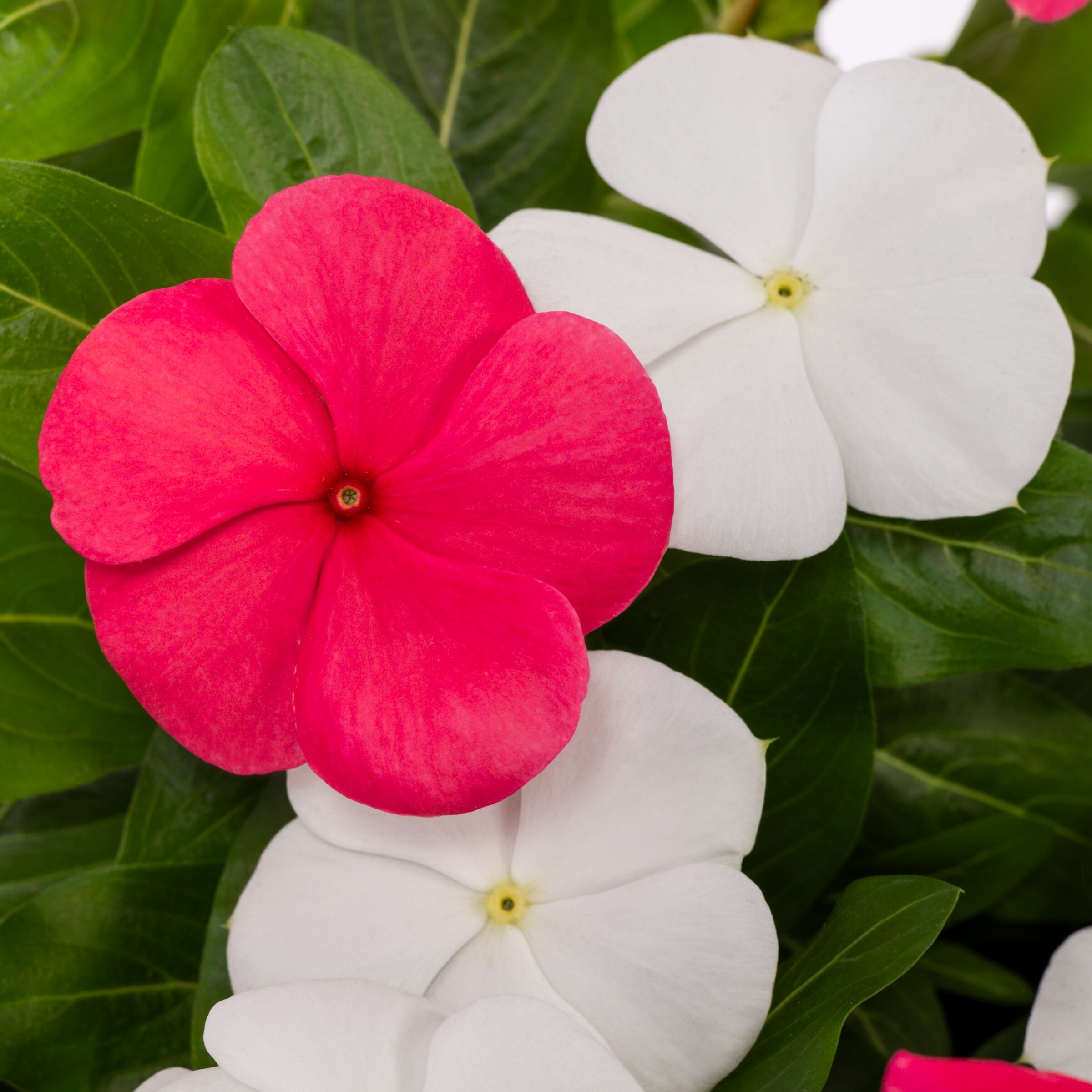 Lowe's NURSERY annuals - View #2