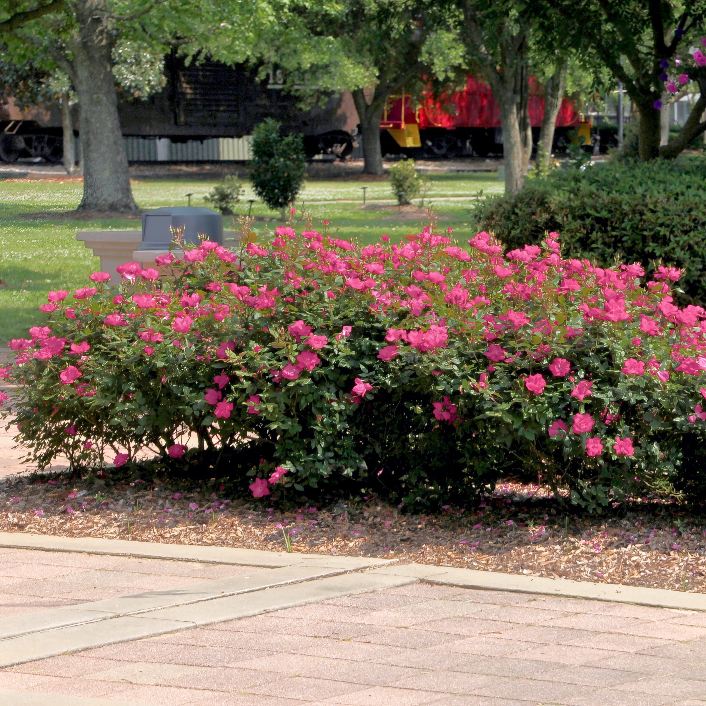 National Plant Network LW3160 roses - View #10