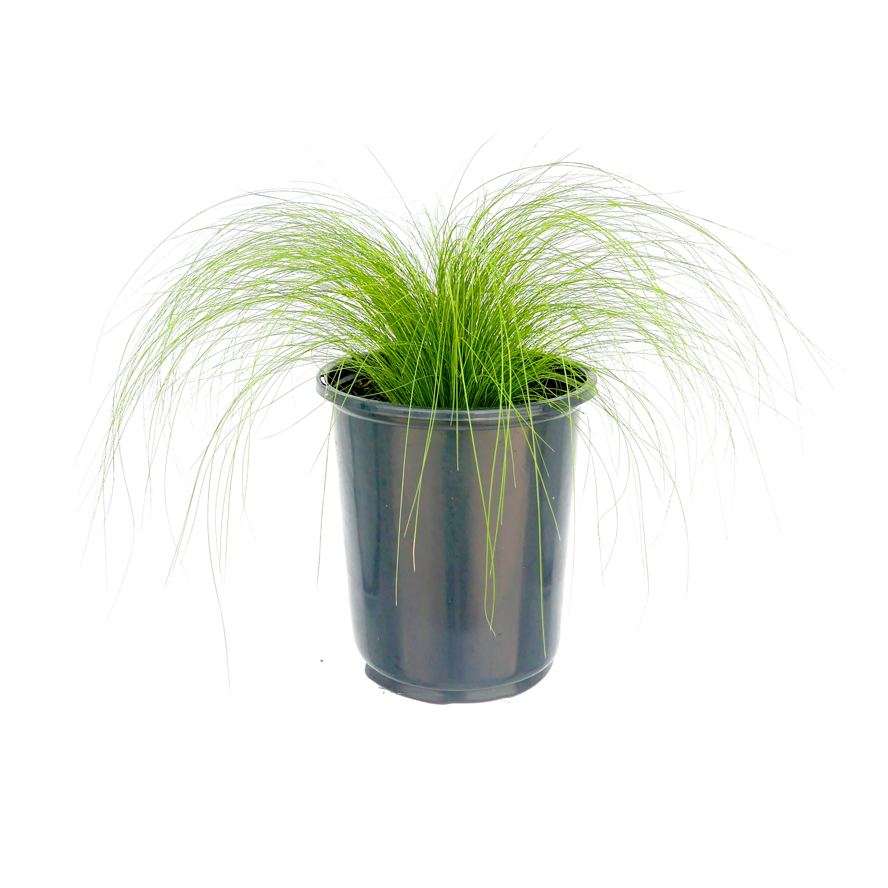 Stipa Grass Plant in 2.5-Quart Pot 2-Pack in the Perennials department ...