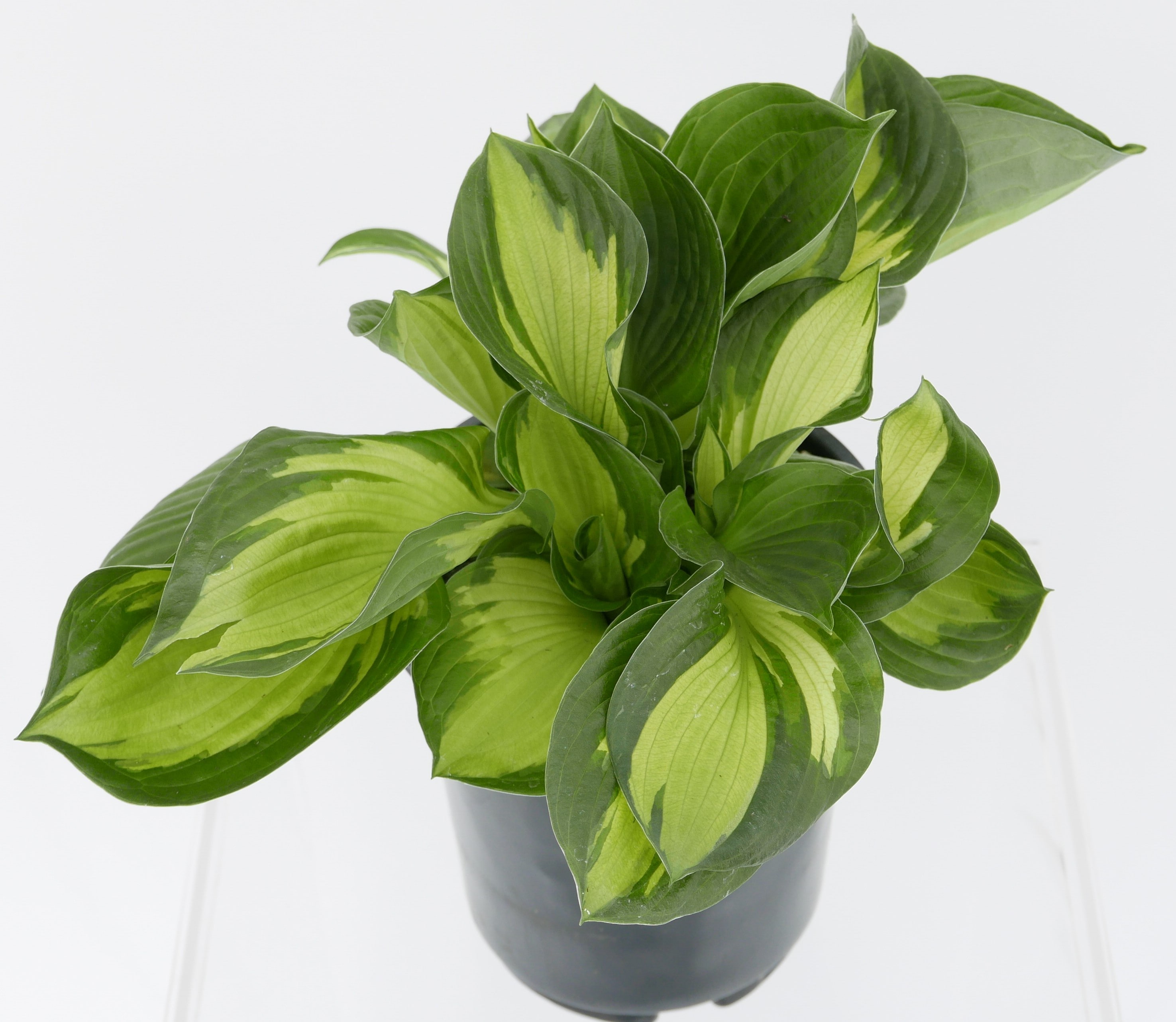 White Hosta Whirlwind Plant in 2.5-Quart Pot in the Perennials ...