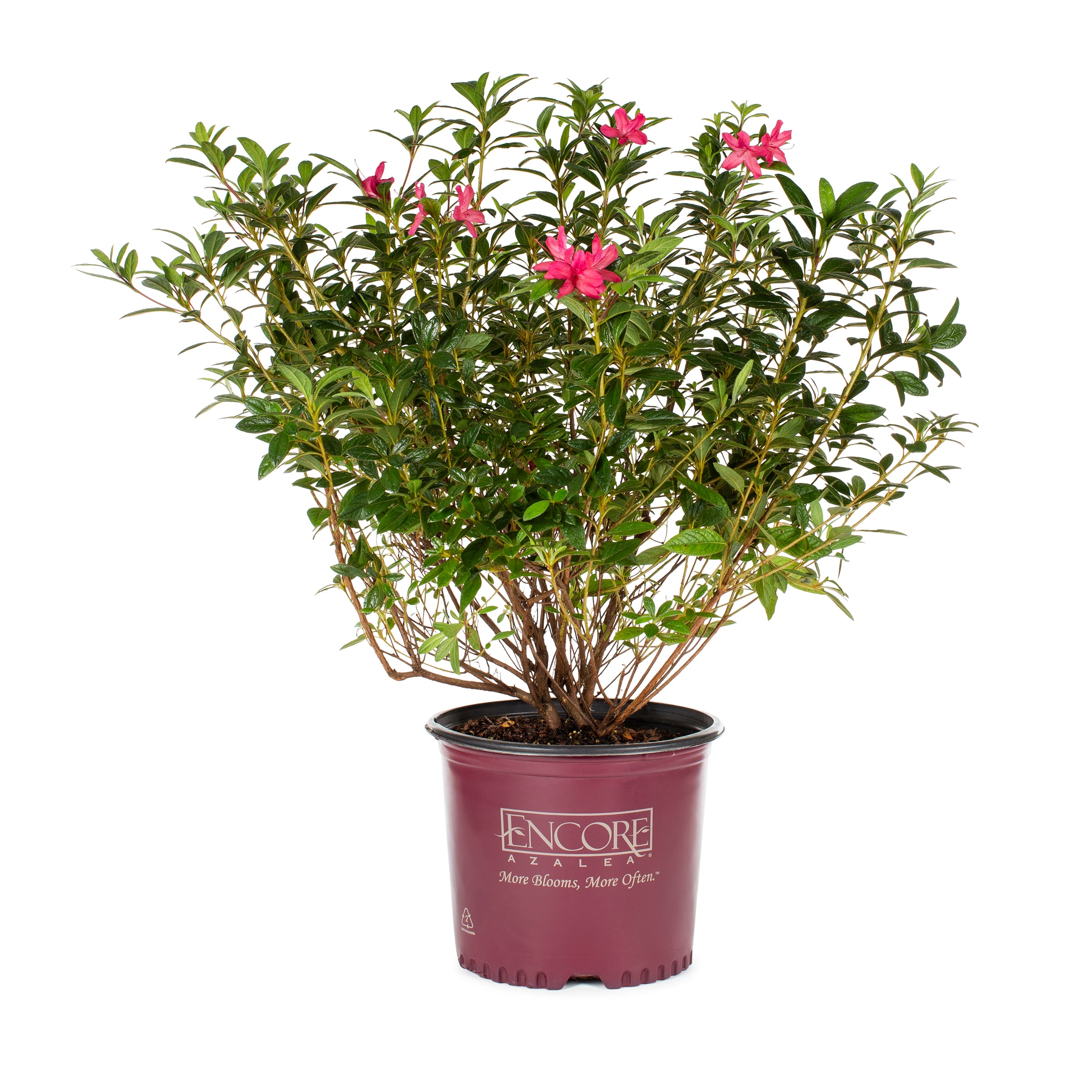 Azalea Standard Shrub Mini Tree Low Maintenance Evergreen Plant Baring Red  Spring Flowers 1 x or 2 x…See more Azalea Standard Shrub Mini Tree Low