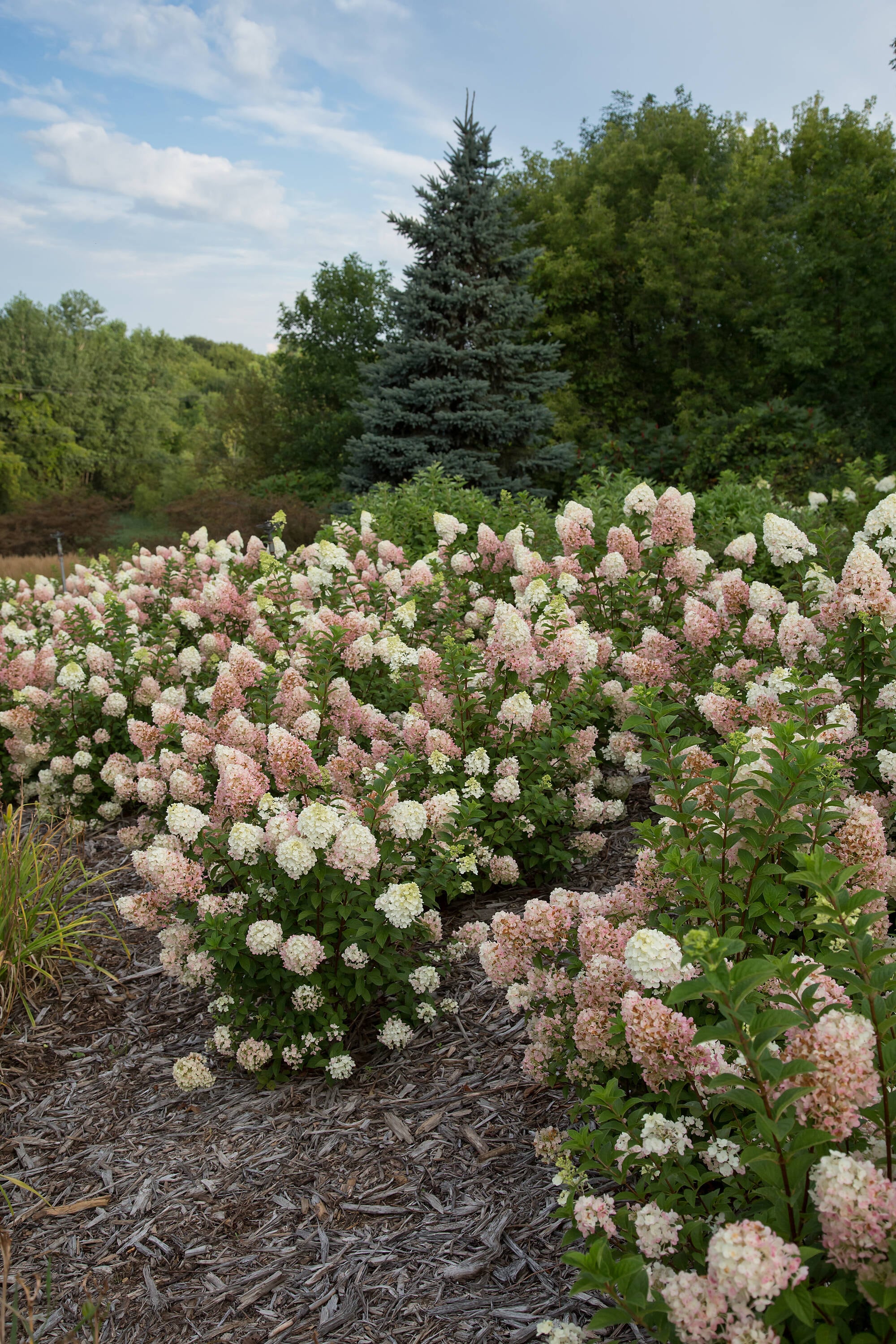Lowe's NURSERY shrubs - View #7