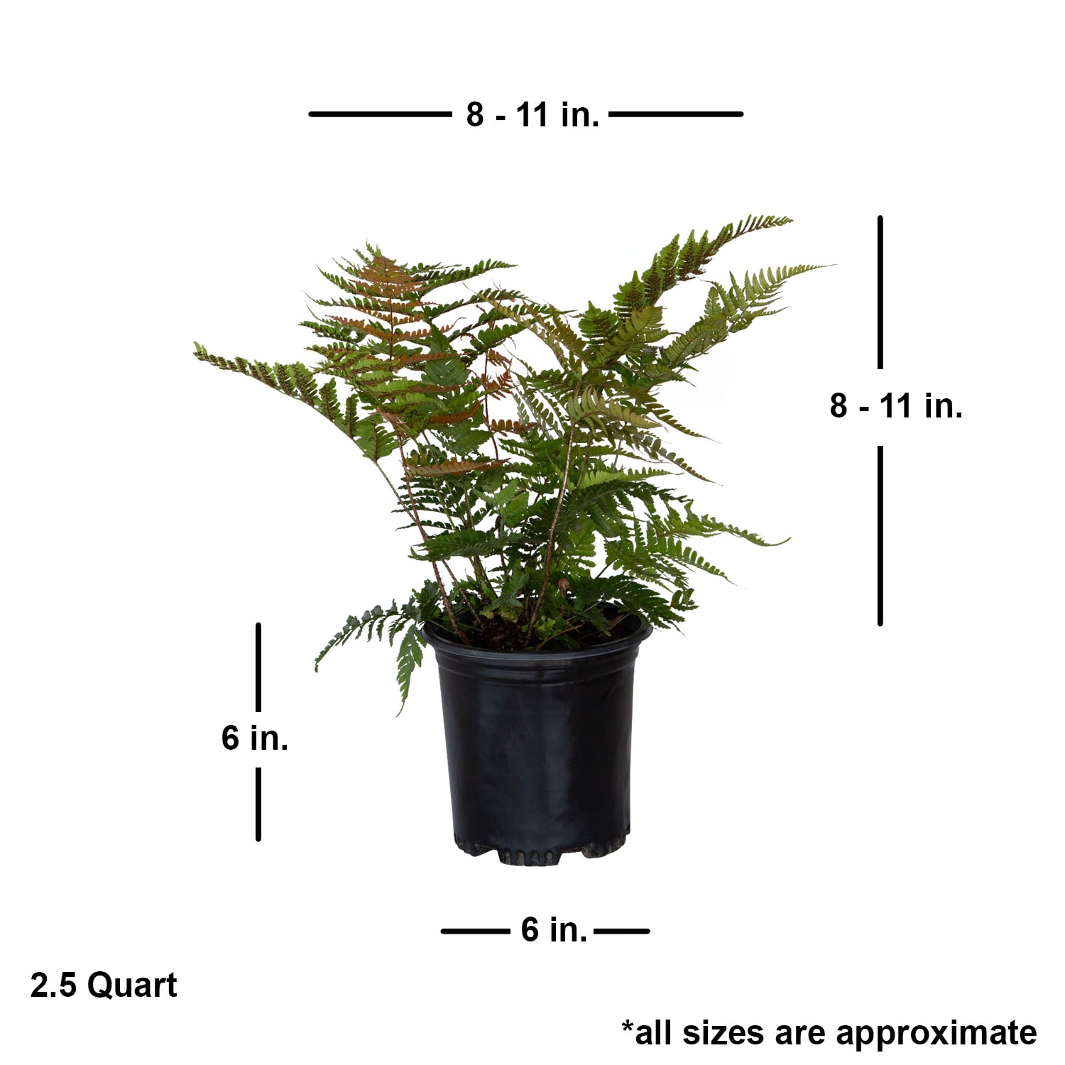Flowerwood 1278Q-1 perennials - View #4