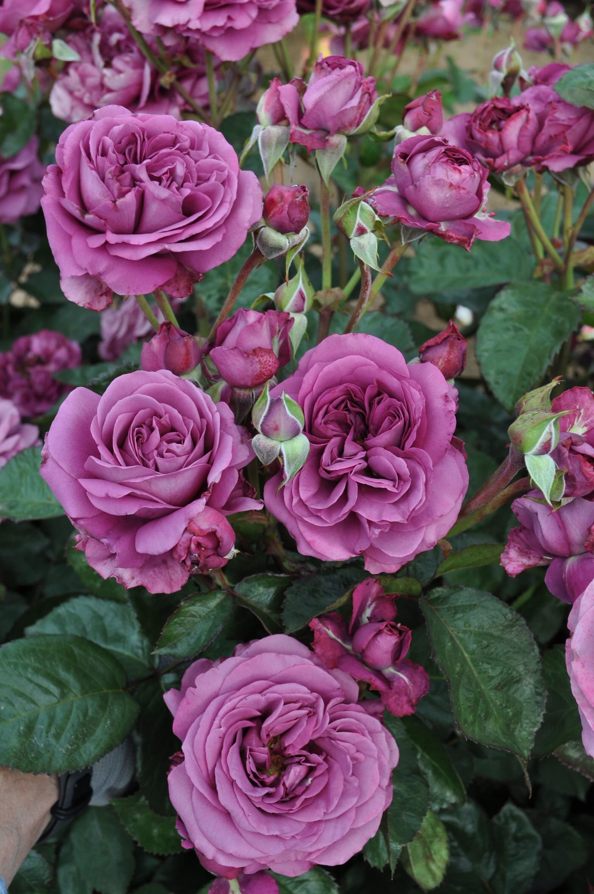 National Plant Network LW1428 roses - View #7