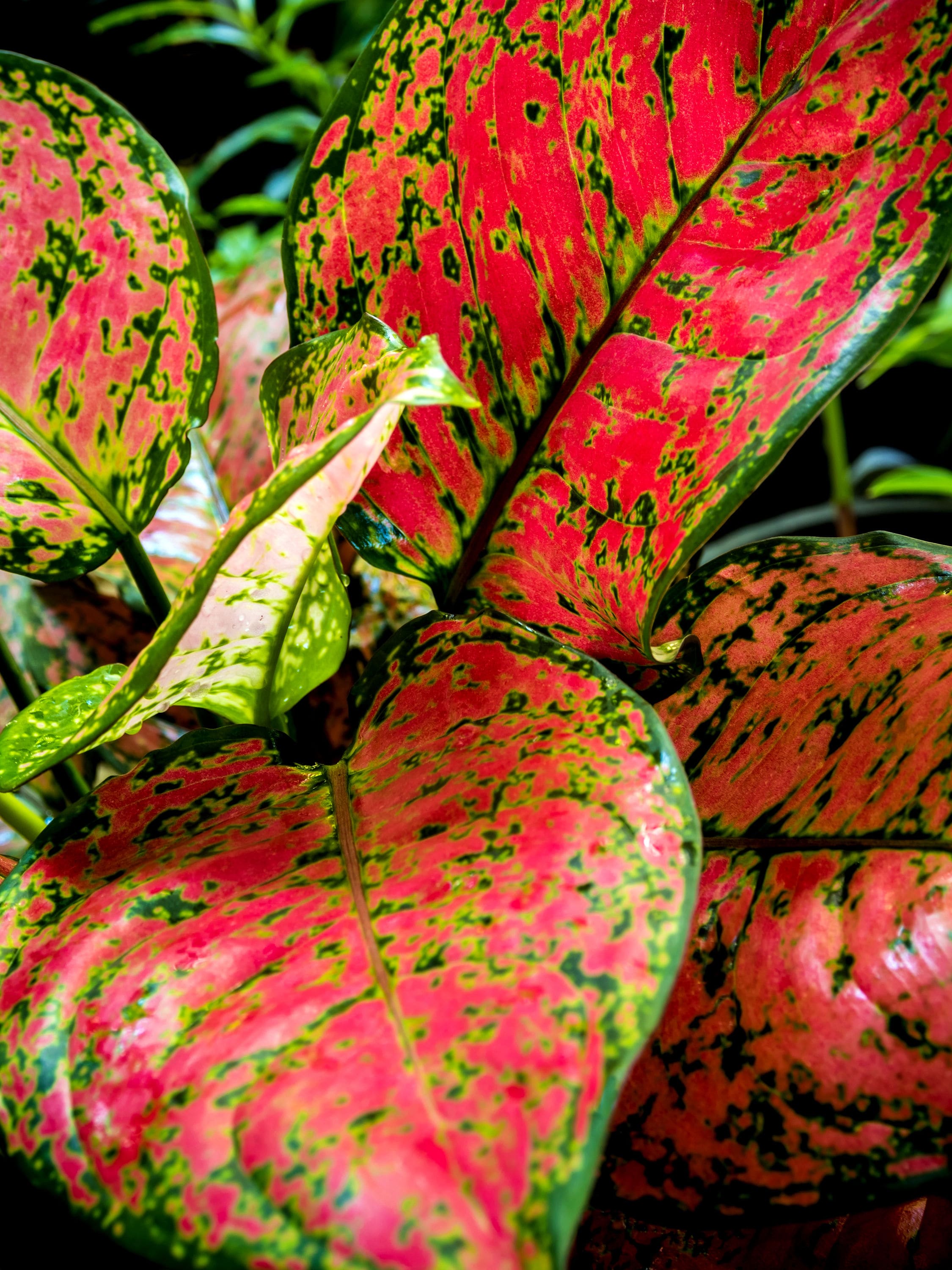 National Plant Network LW7722 Chinese Evergreen House Plant in 4-in Pot 3-Pack