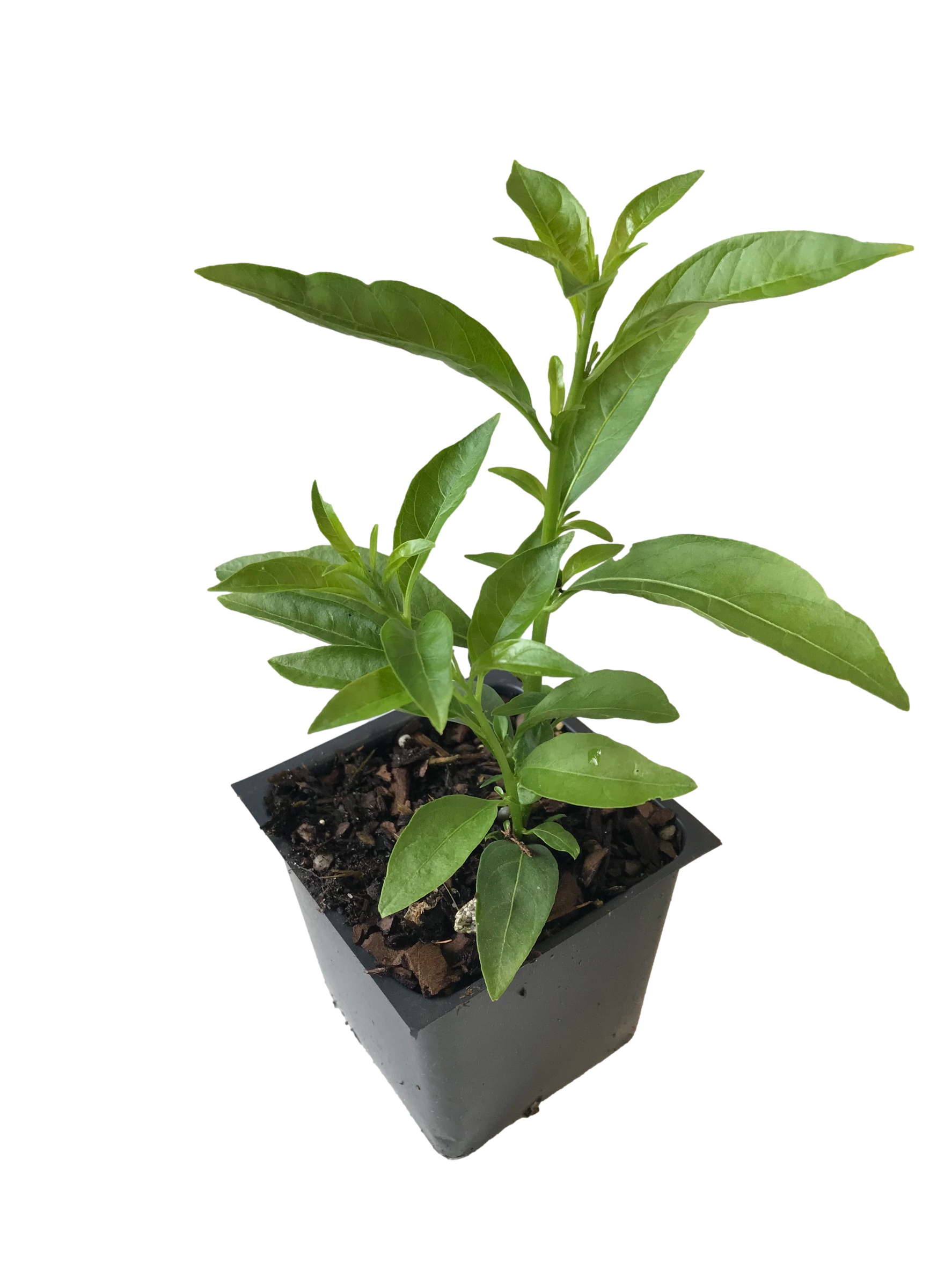 Daylily Nursery 21616 White Night-blooming Jasmine Plant in 3 -Pack Pot 3 -Pack