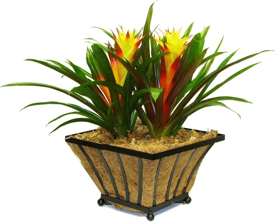 Better-Gro 8-in W x 5.25-in H Natural Wood Basket