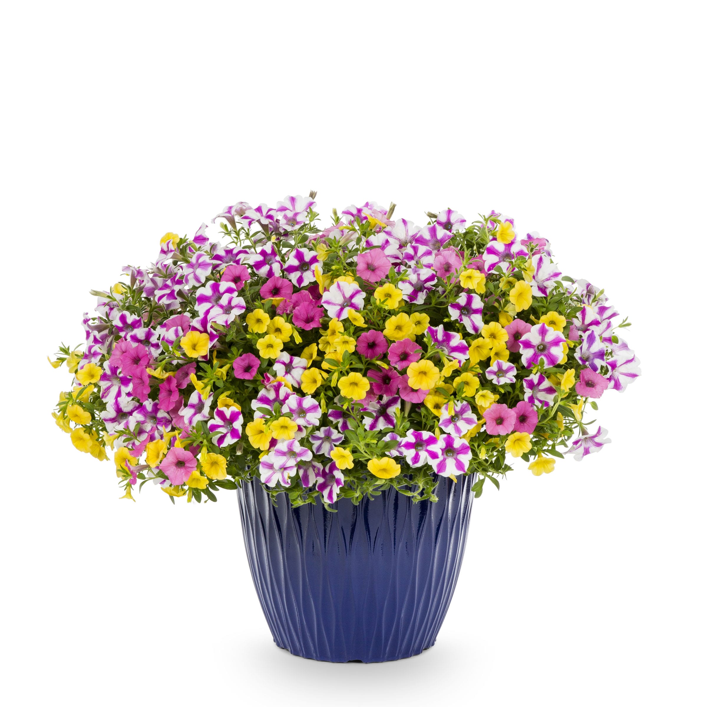 Lowe's 1510933 annuals - View #3