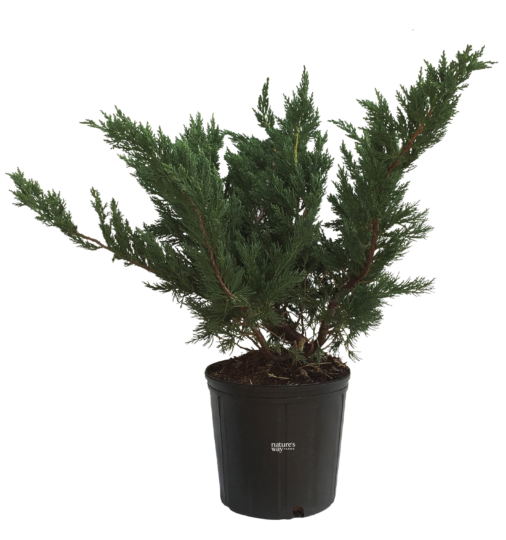  5175 Parson's Juniper Foundation/Hedge Shrub in 1 -Gallon Pot 1 -Pack with Blue Blooms