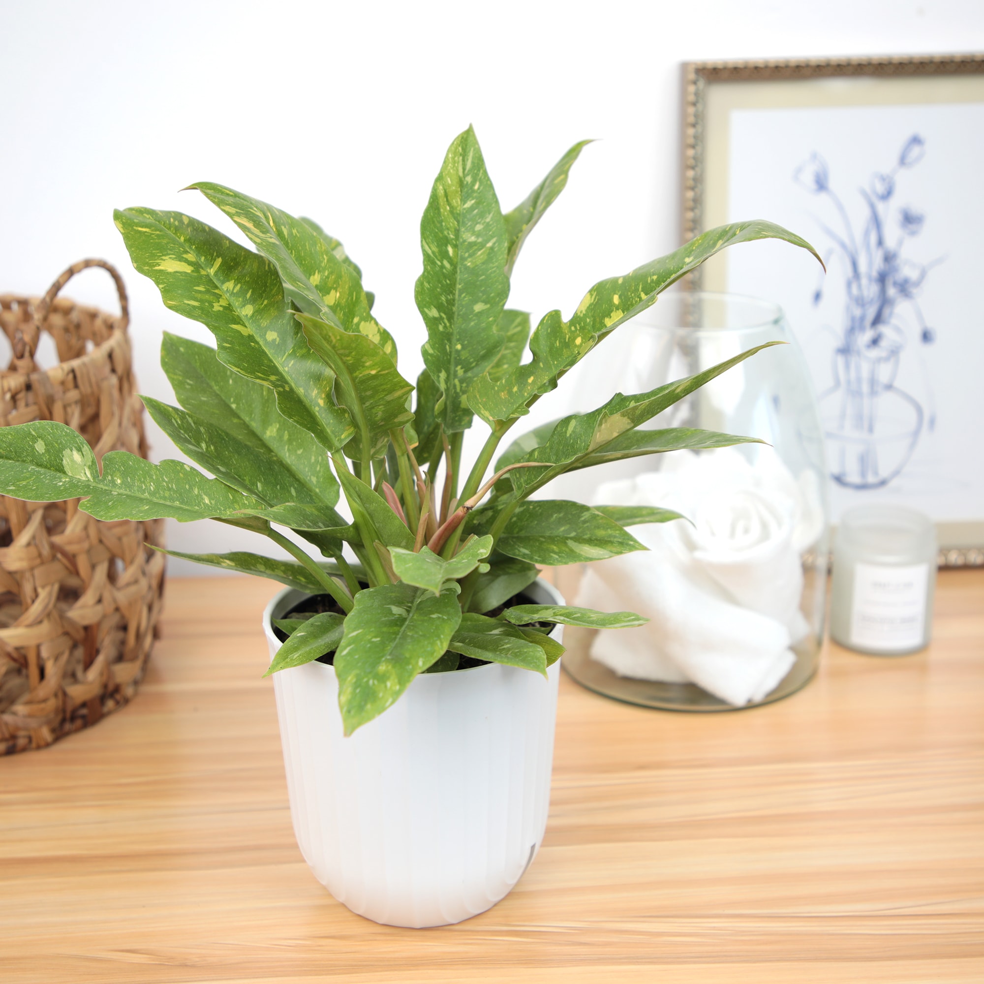 Lowe's 5628285 hseplants - View #6