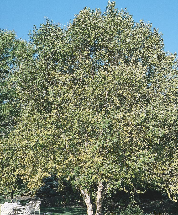  NURSERY 19.78-Gallon Feature Tree Clump River Birch In Pot (With Soil)