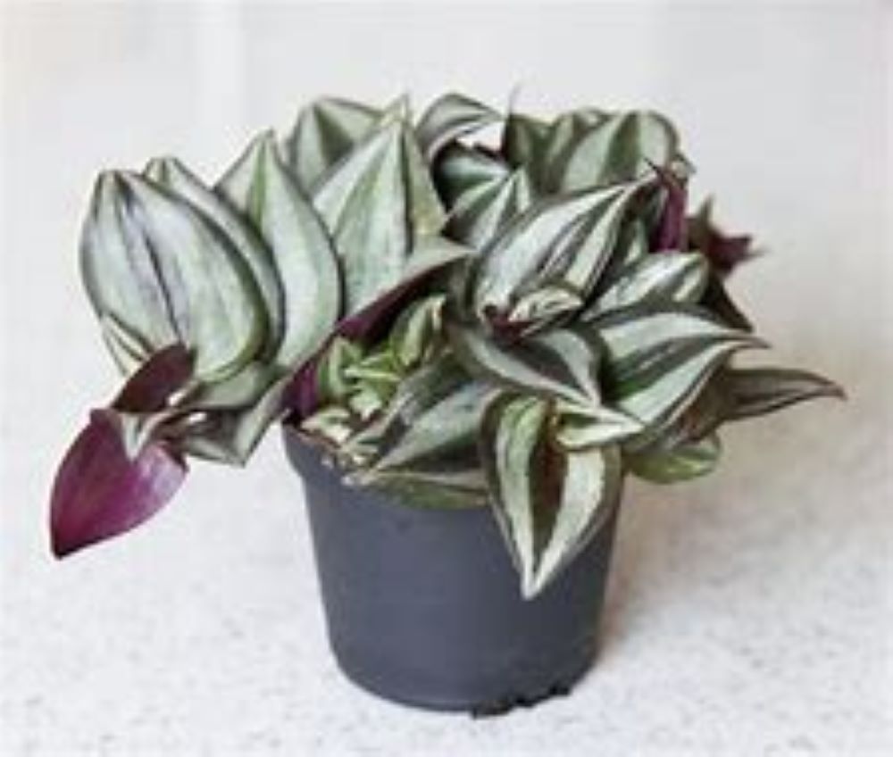 wandering jew lowes