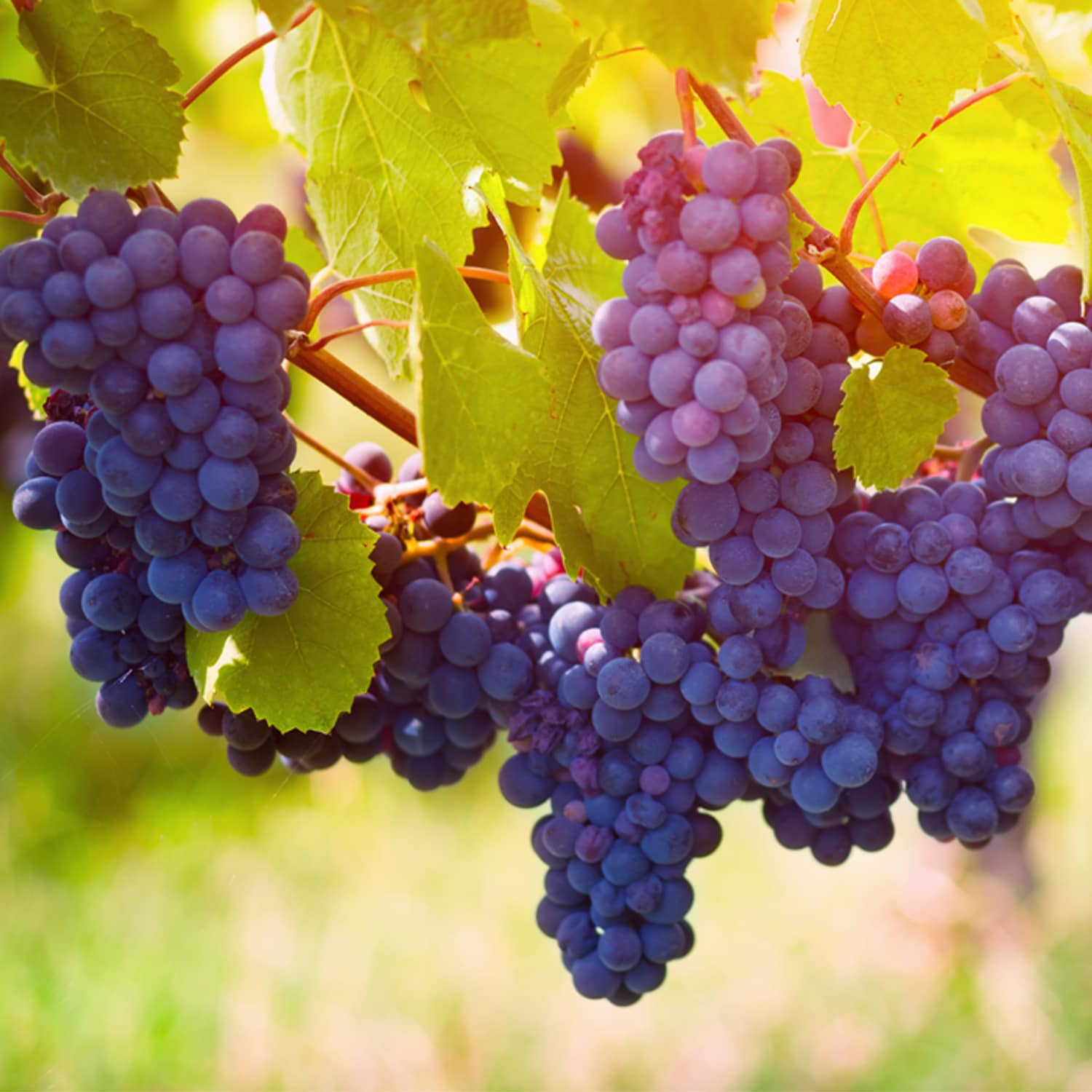 Van Zyverden White Premium Grafted Bareroot Grape Vine Pinot Noir Bulbs ...