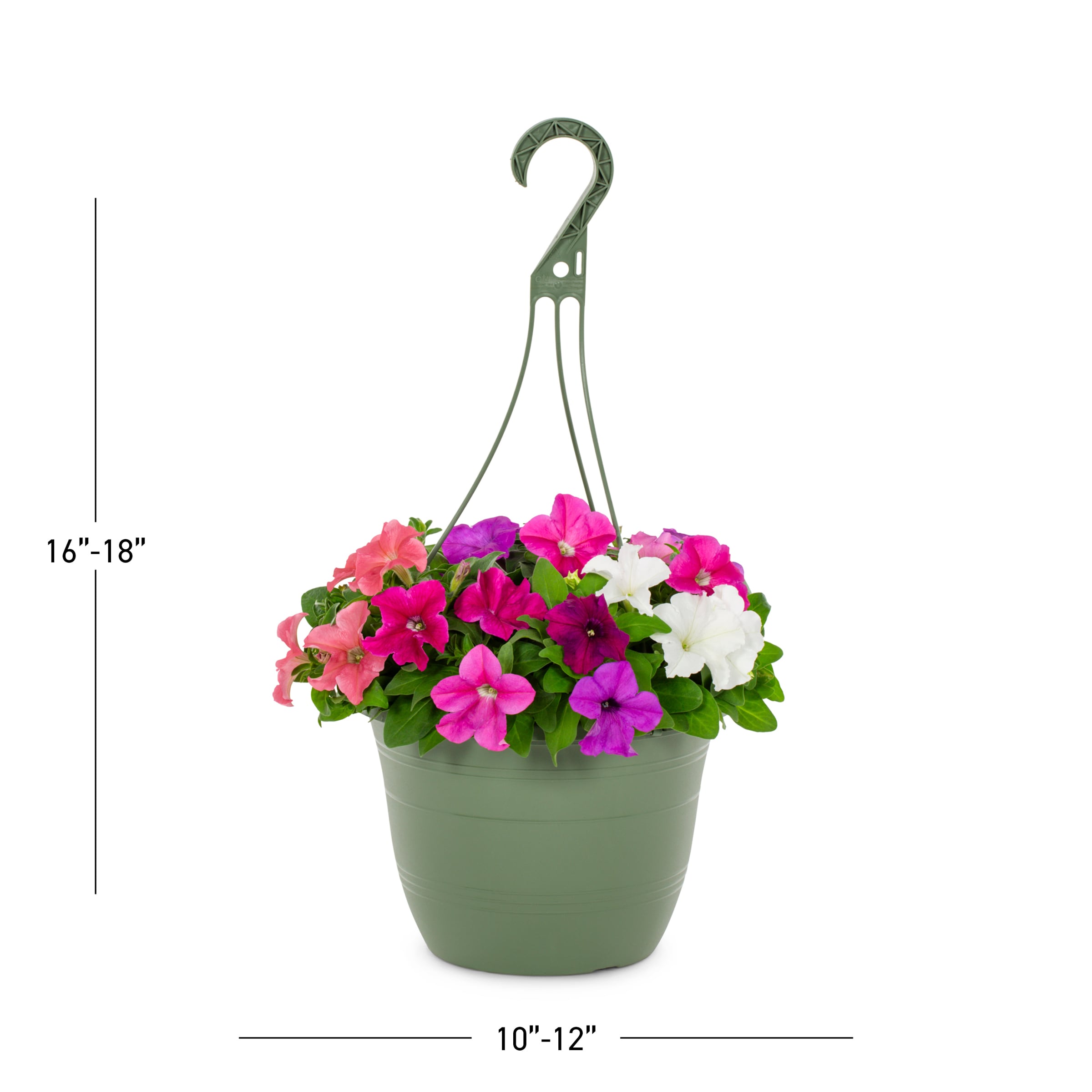 Metrolina Greenhouses 4357 annuals - View #3