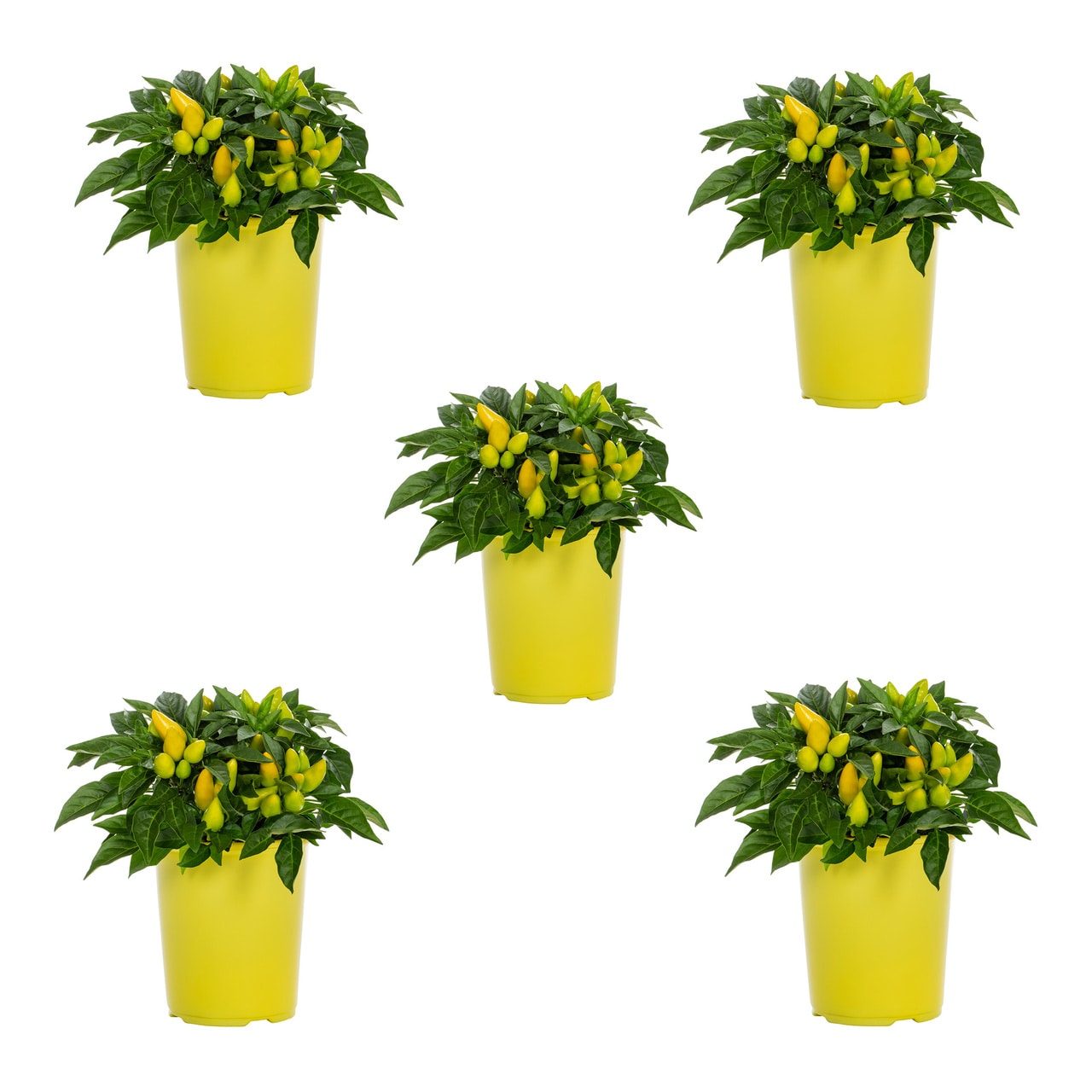 ornamental-pepper-full-sun-6-hours-direct-sun-plants-bulbs-seeds