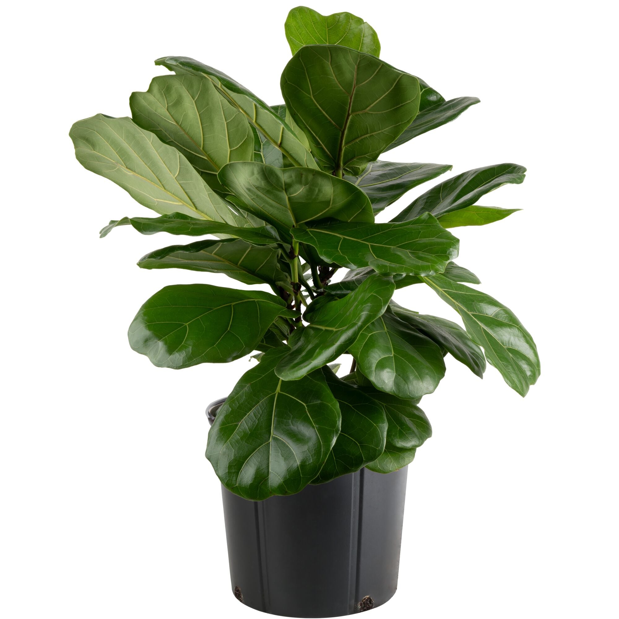 Costa Farms Ficus Lyrata Fiddle Leaf Fig Bush House plant in 8.75 Inch(es) Pot 1 -Pack