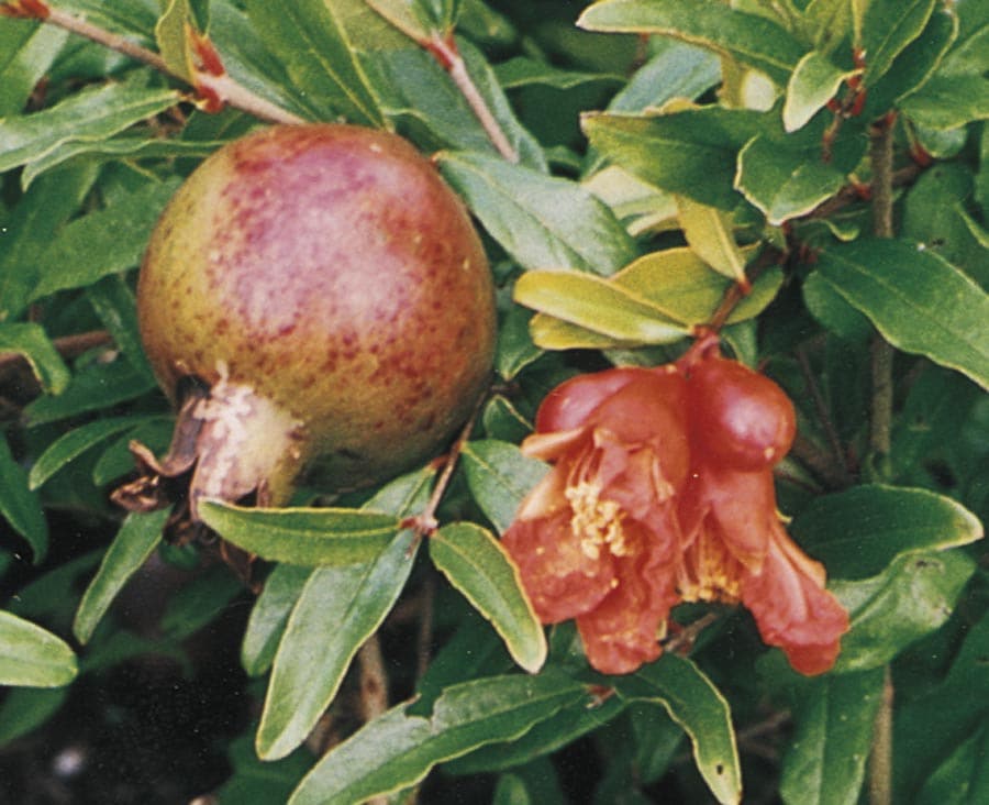  NURSERY Pomegranate Tree