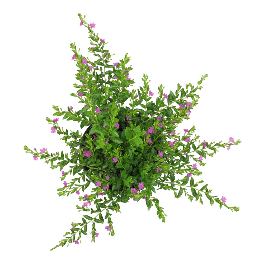 Altman Plants 0881259 annuals - View #2