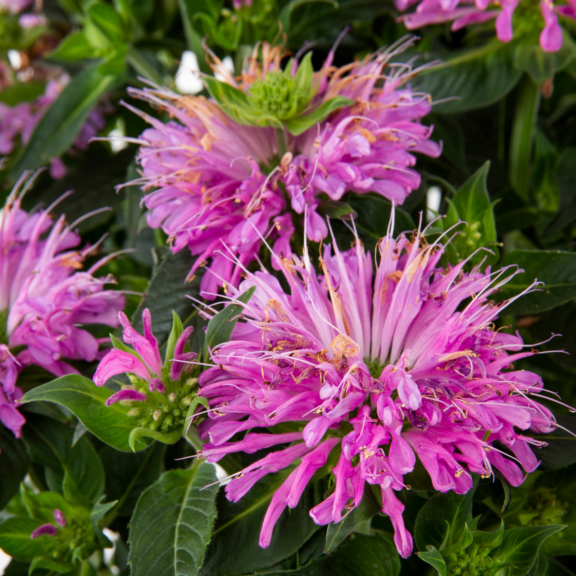 Proven Winners NURSERY perennials - View #2