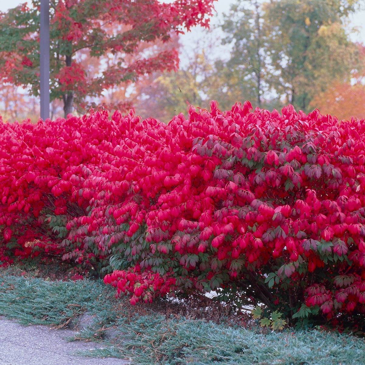 Gurney's Seed and Nursery 89489 shrubs - View #3