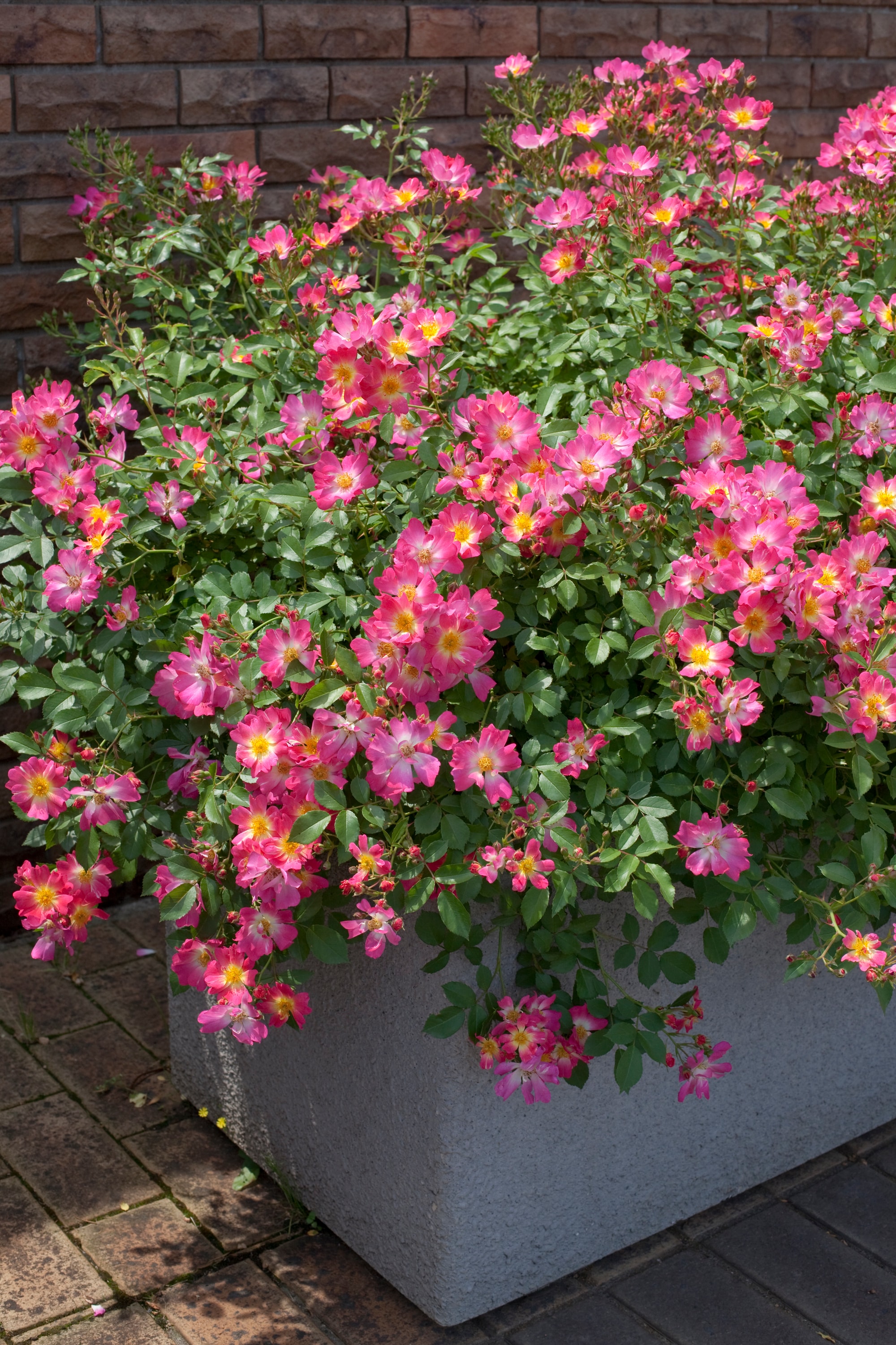 Drift Roses 62421-1 roses - View #7