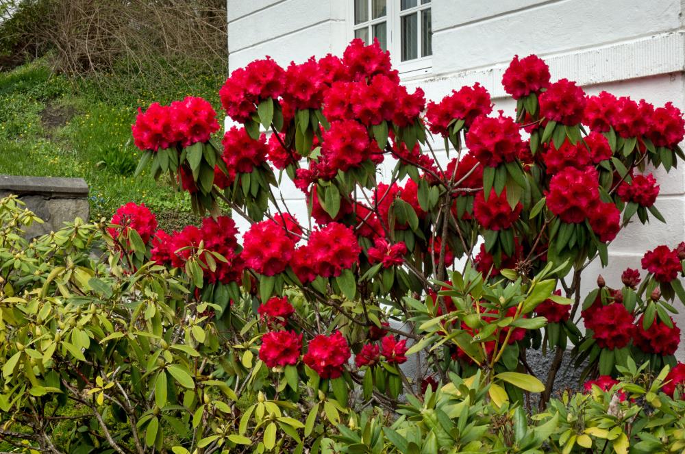 Rhododendron Flowering Shrub in 1-Gallon Pot the Shrubs Lowes.com