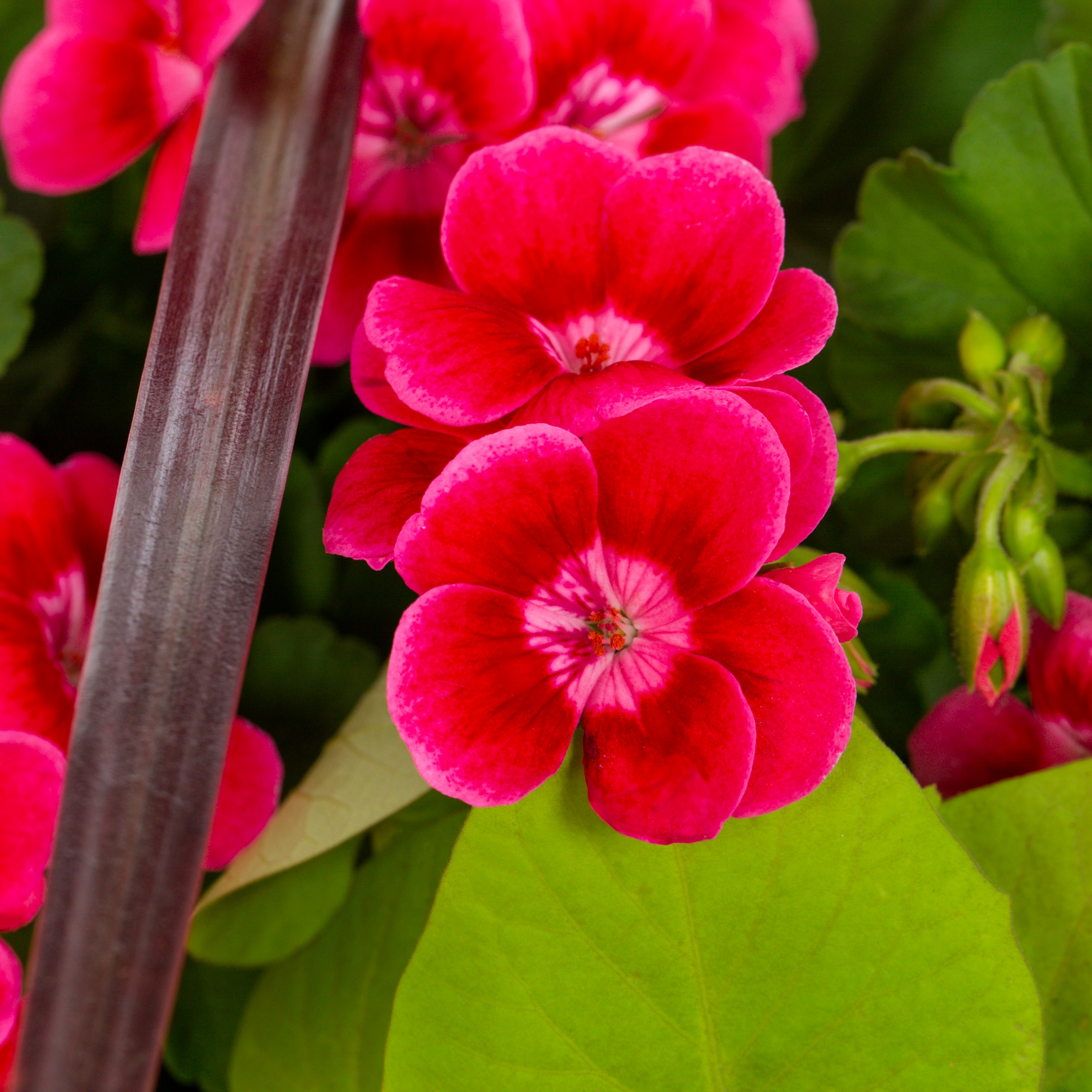 Lowe's 942823 annuals - View #2