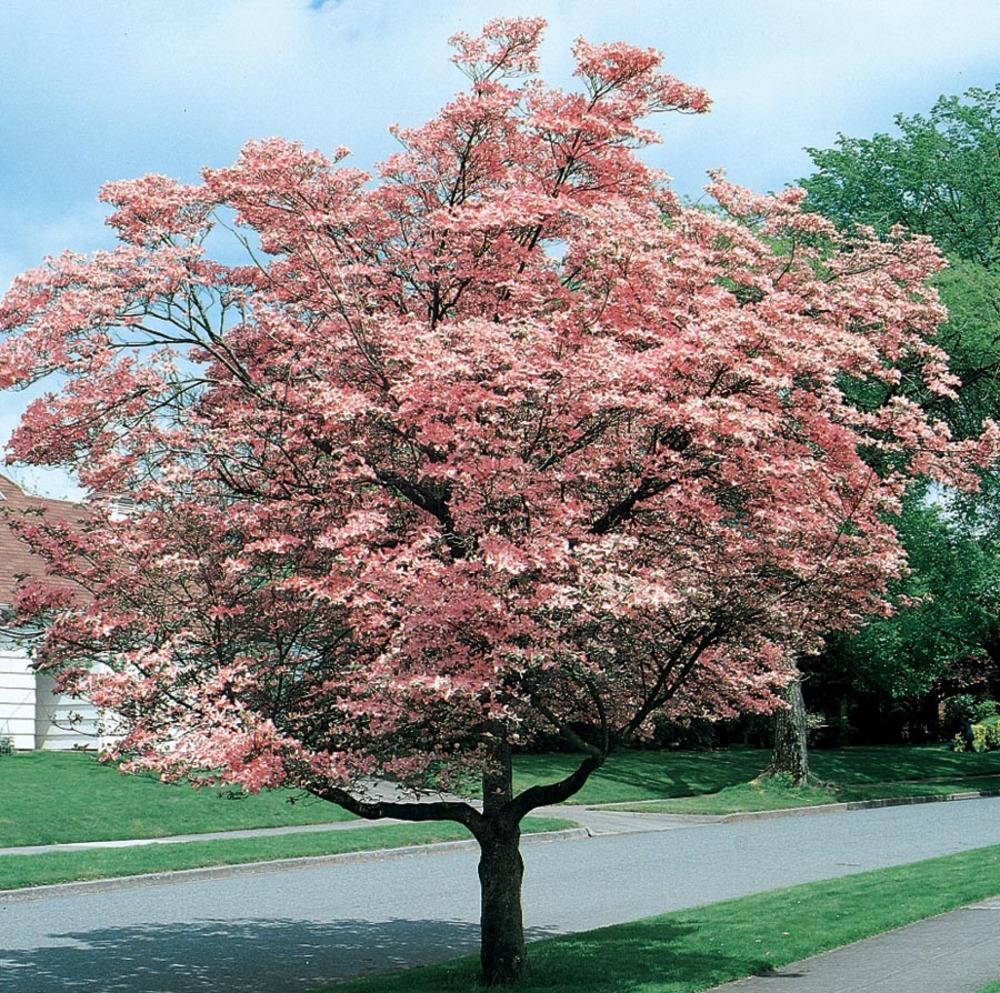 Lowe's NURSERY -Gallon Pink Flowering Pink Flowering Dogwood In pot (with soil)