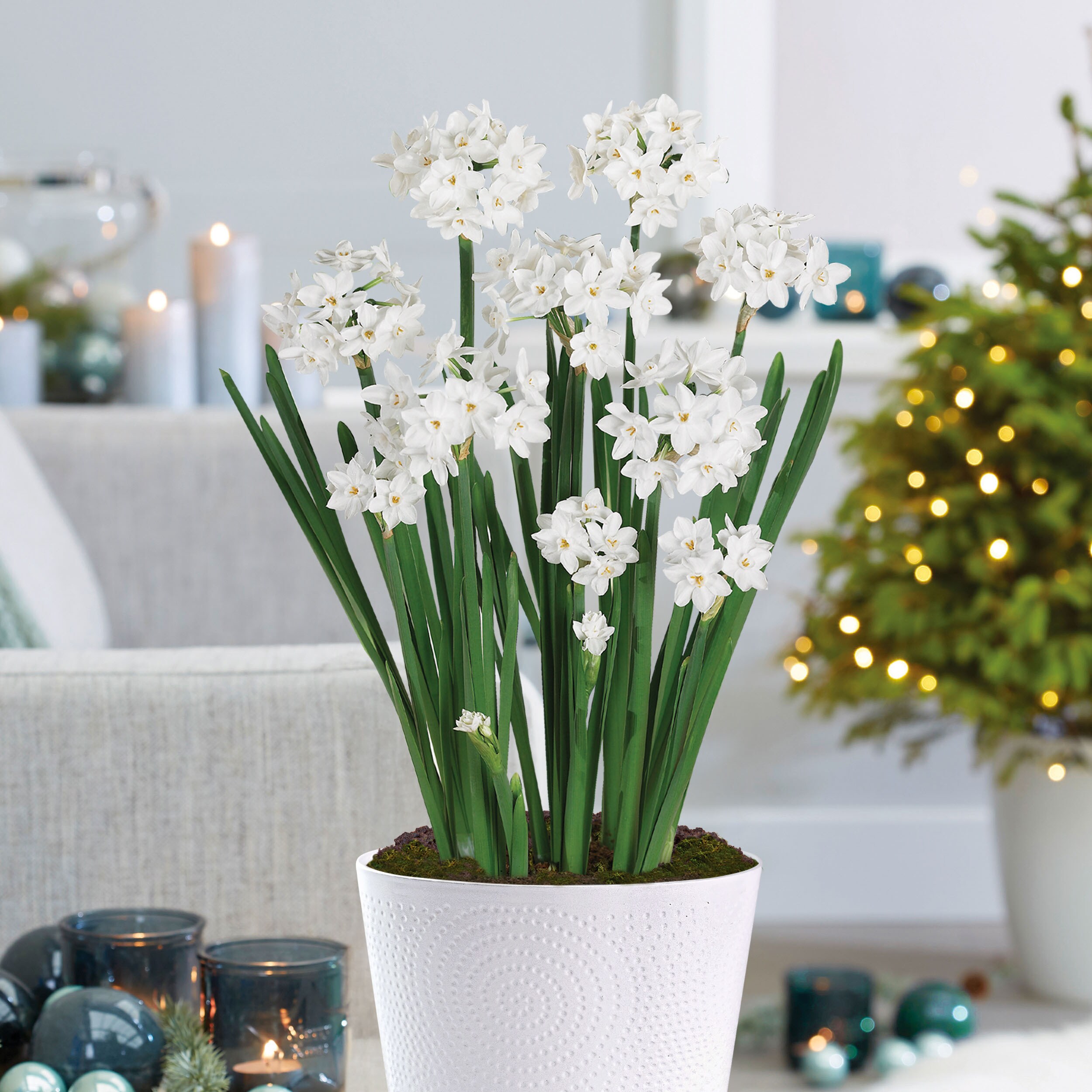 Garden State Bulb ECH-38-01-01 Plant-Bulbs - View #6