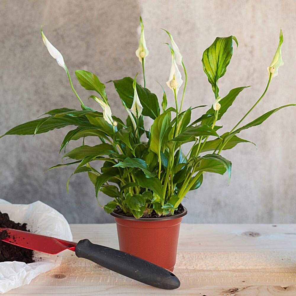 Afoxsos LAF0420P07 Planter-Window-Box - View #6
