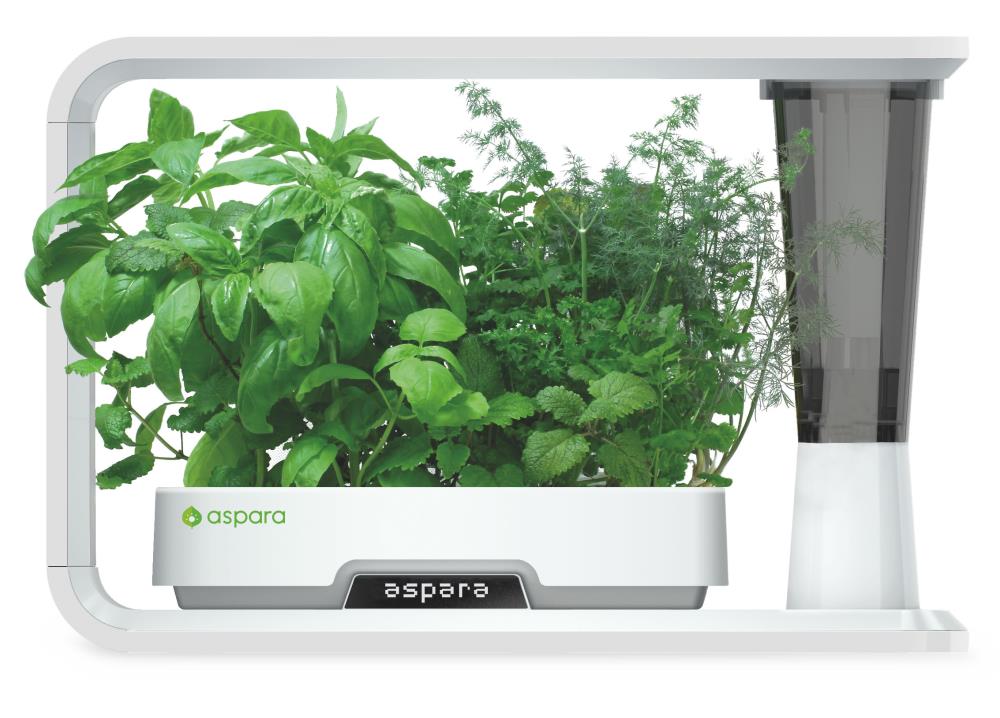 aspara KHS0001 Vegetable-Herb-Seeds - View #3