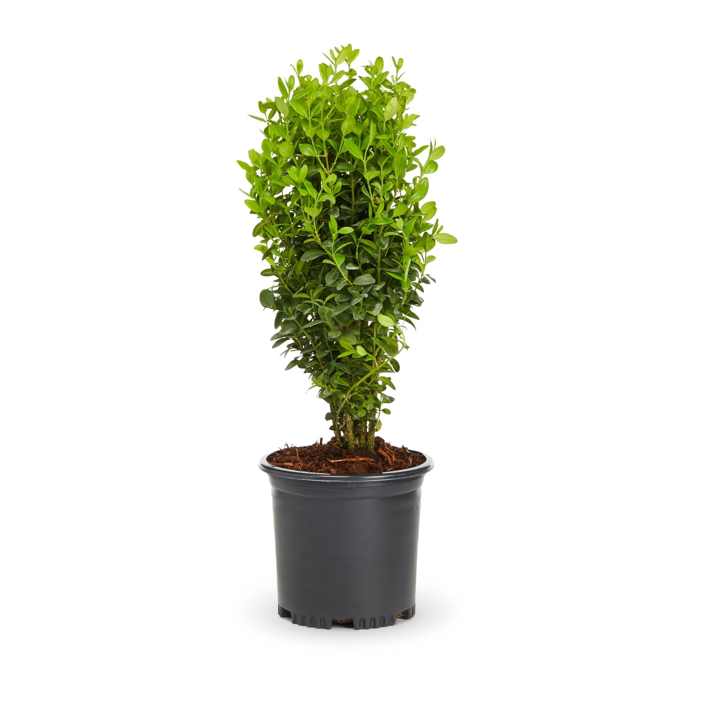 Lowe's NURSERY Green Velvet Boxwood Foundation/Hedge Shrub in 3.58 -Gallon Pot 1 -Pack with Multicolor Blooms