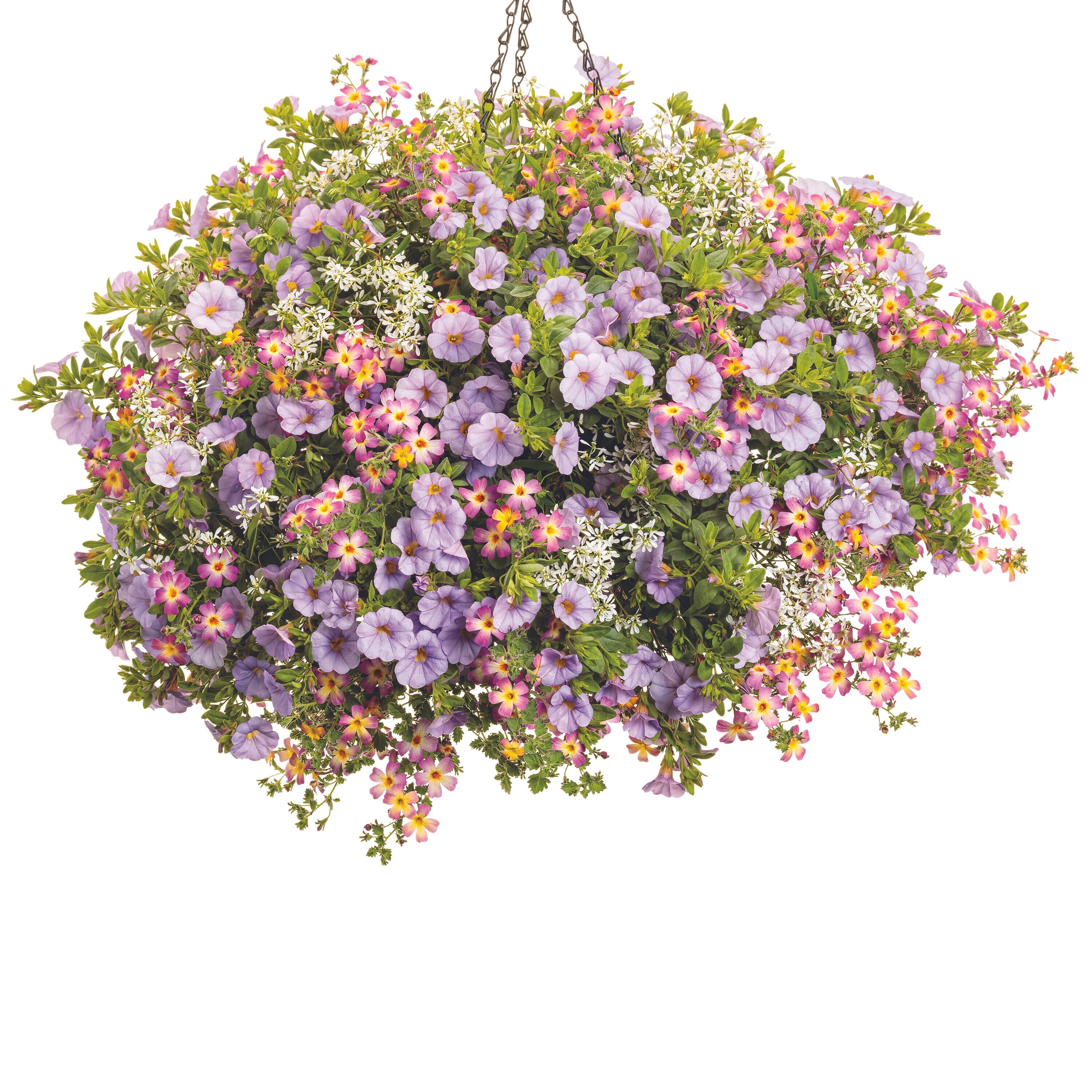 Proven Winners JAMPRW1017504 annuals - View #3