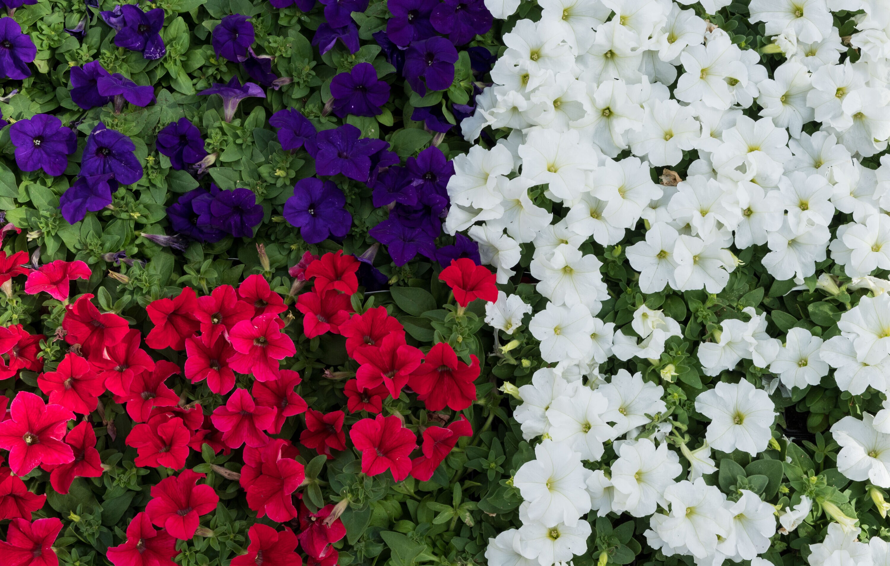 Metrolina Greenhouses 5277 annuals - View #4