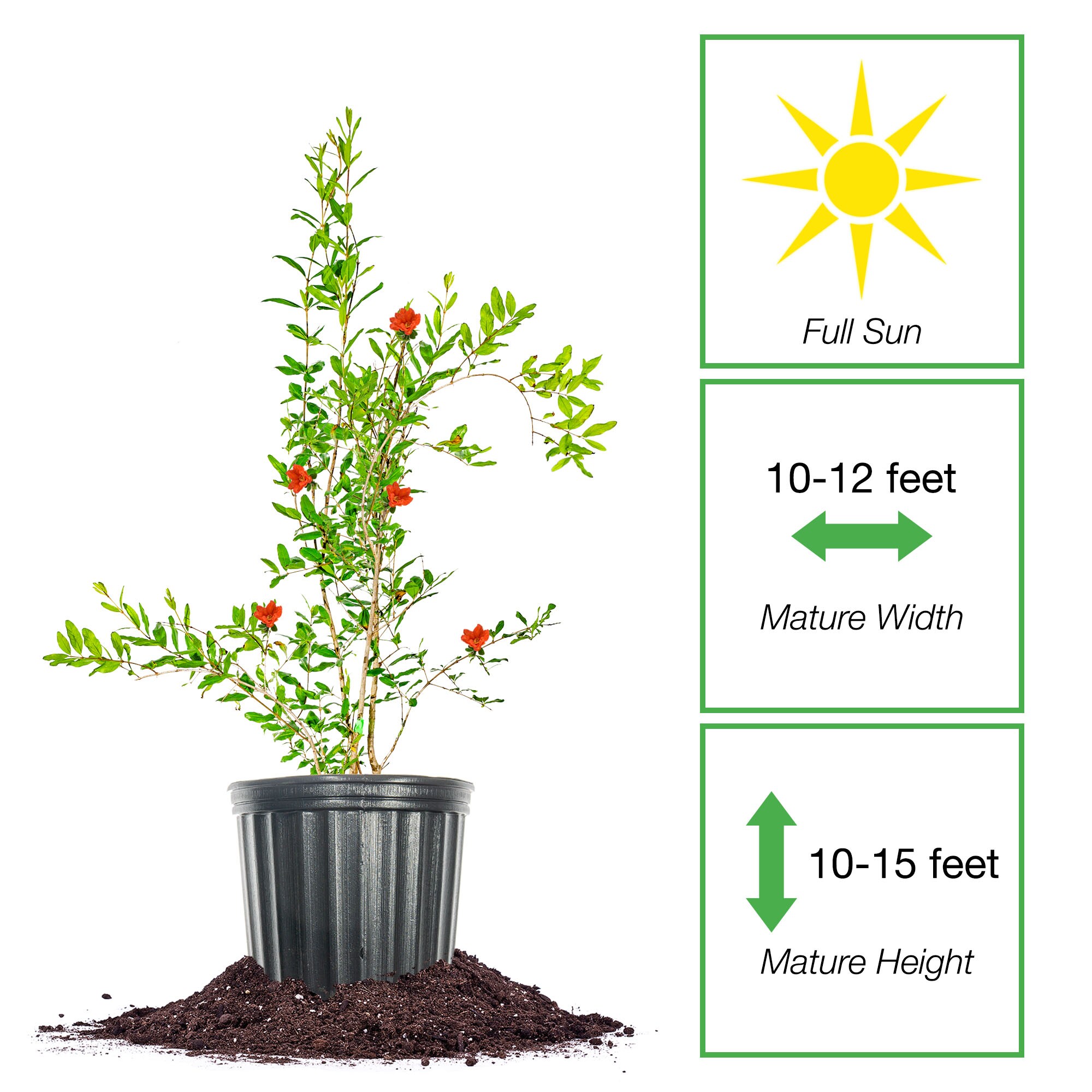 Perfect Plants LOWONDERFULPOM3G shrubs - View #2