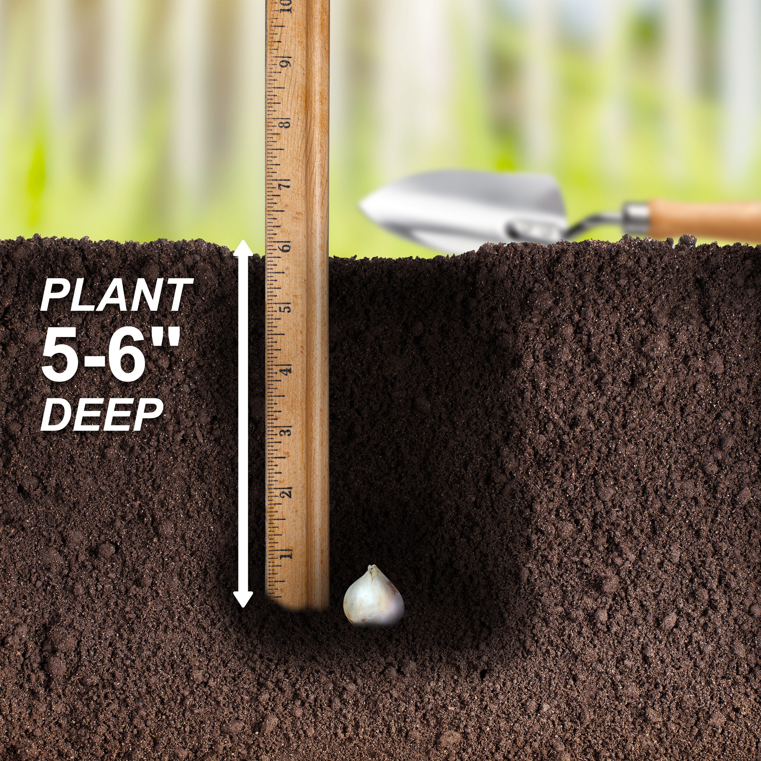 Garden State Bulb ECF-03-100 Plant-Bulbs - View #3