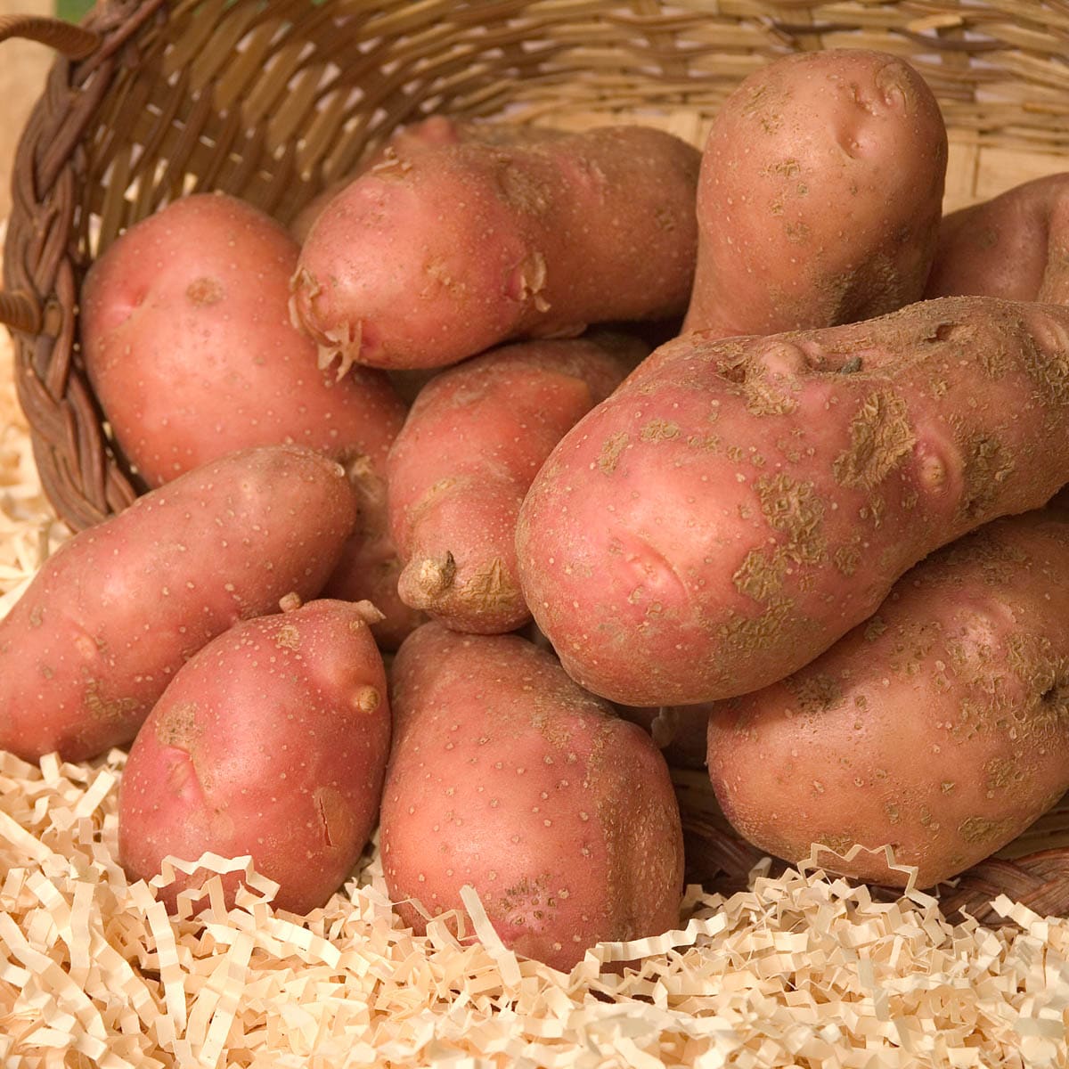 Gurney's Seed and Nursery 80915 1 lb. Bag, French Fingerling Whole Potato Seeds Pack(s)