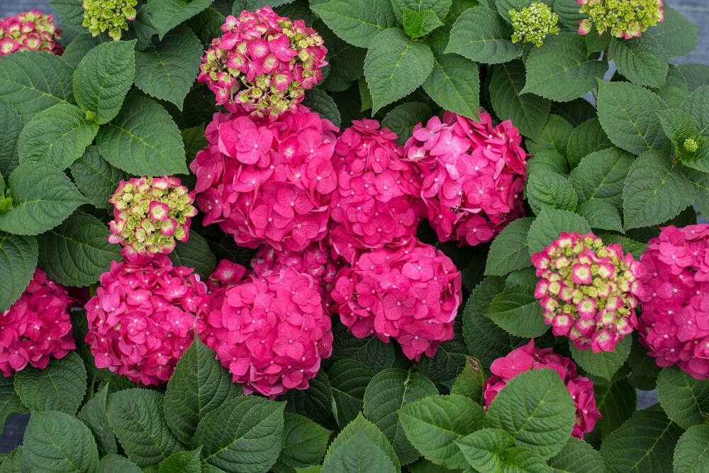 Spring Hill Nurseries 83439 shrubs - View #2