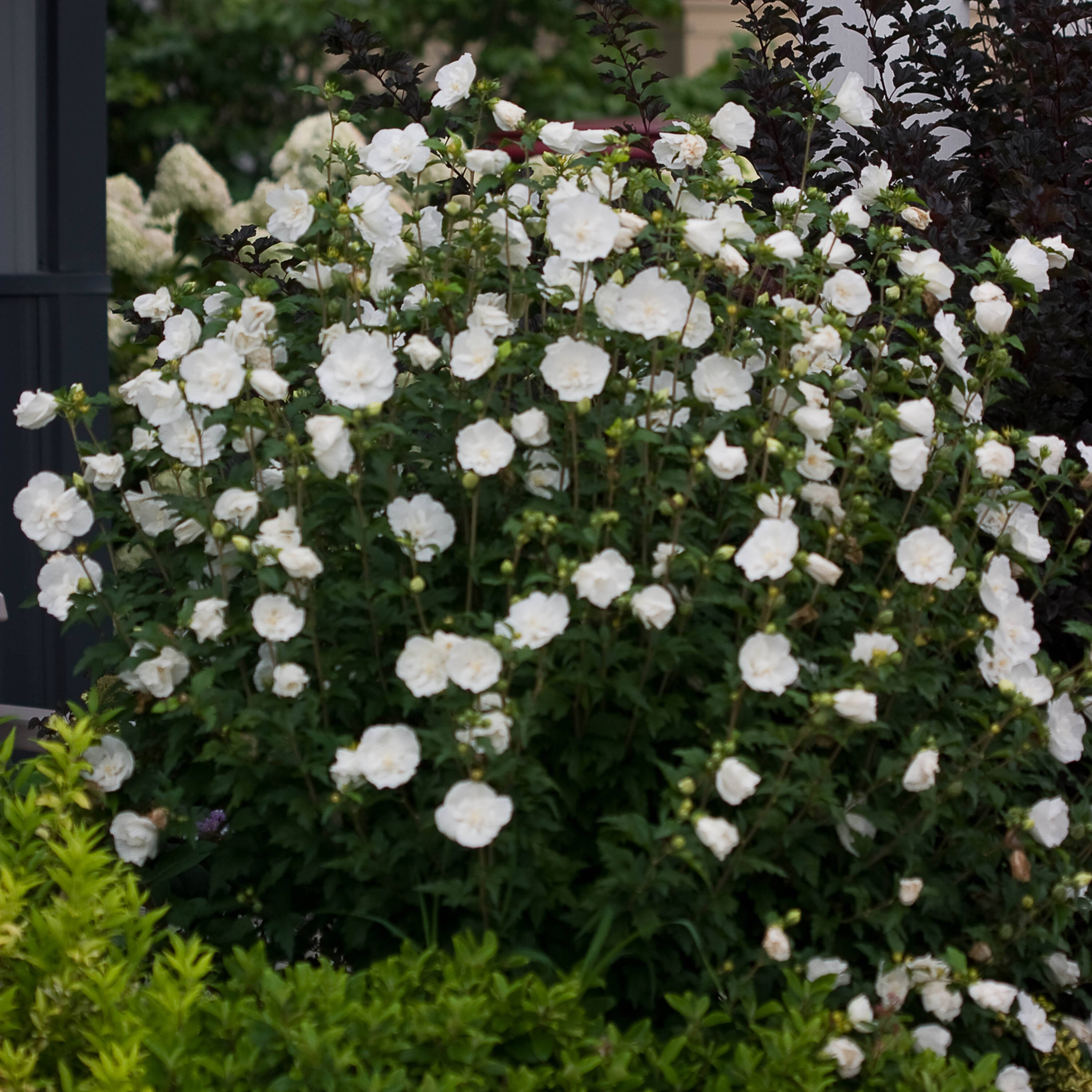 Proven Winners HIBPRC2016101 shrubs - View #3