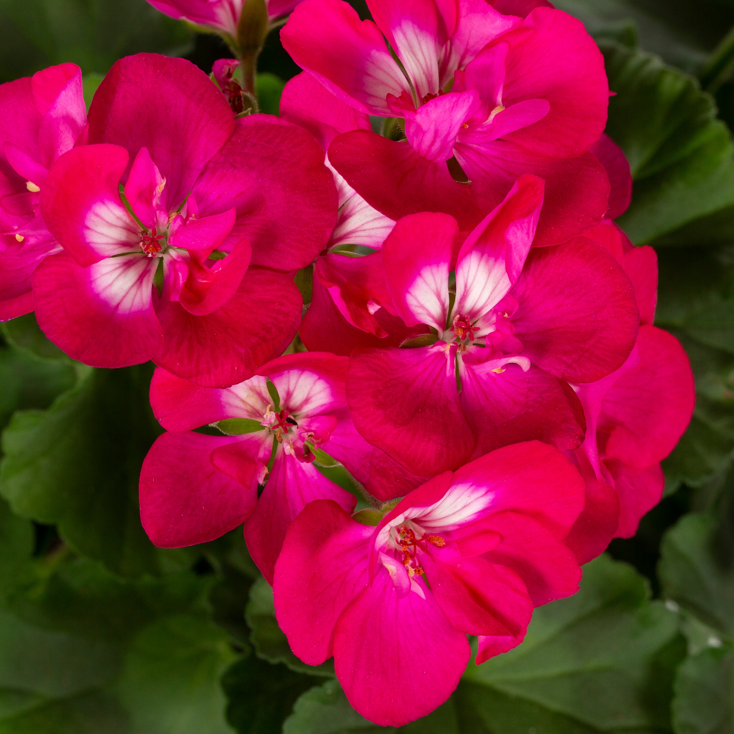 Monrovia 152390 annuals - View #2
