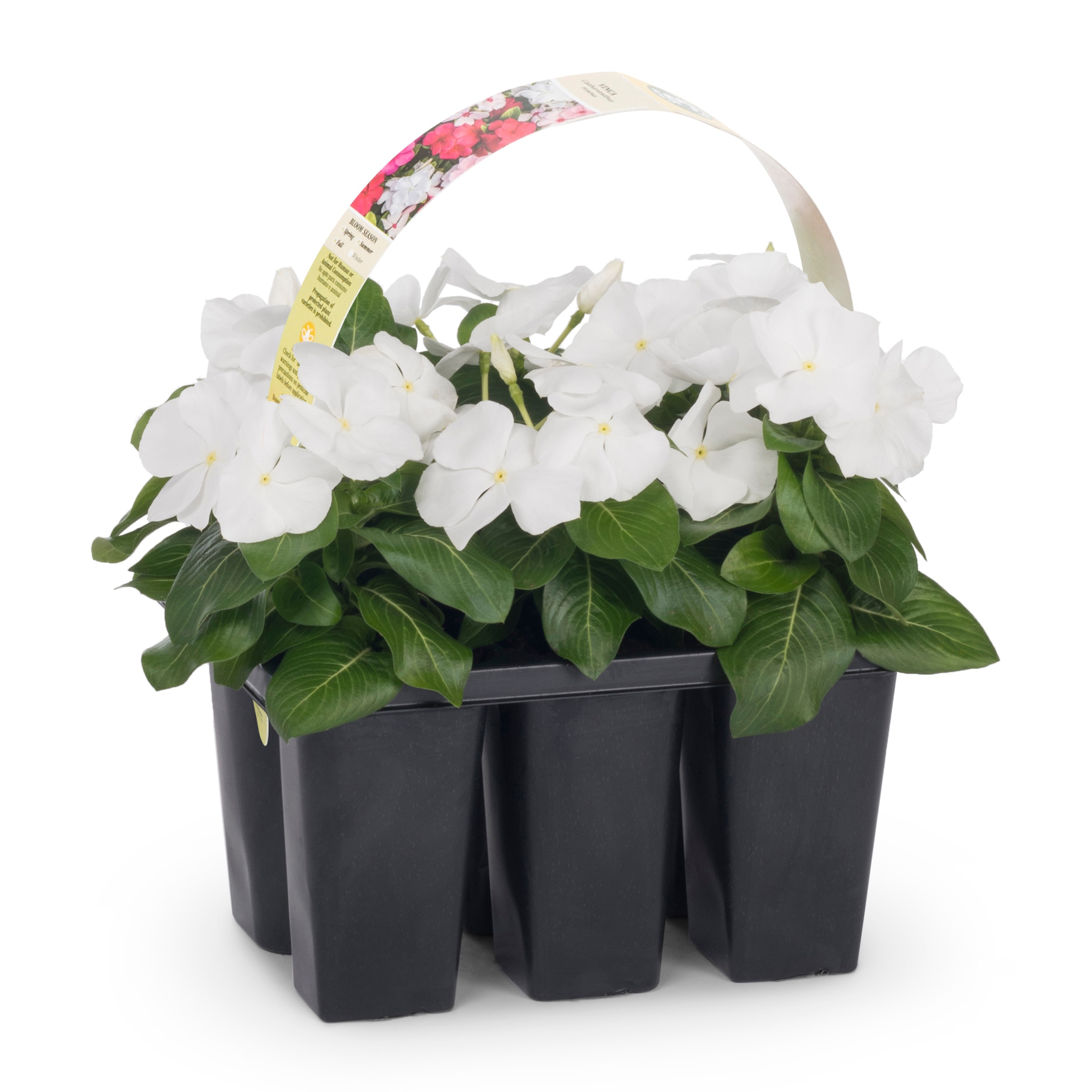 Lowe's 725047983603 annuals - View #2